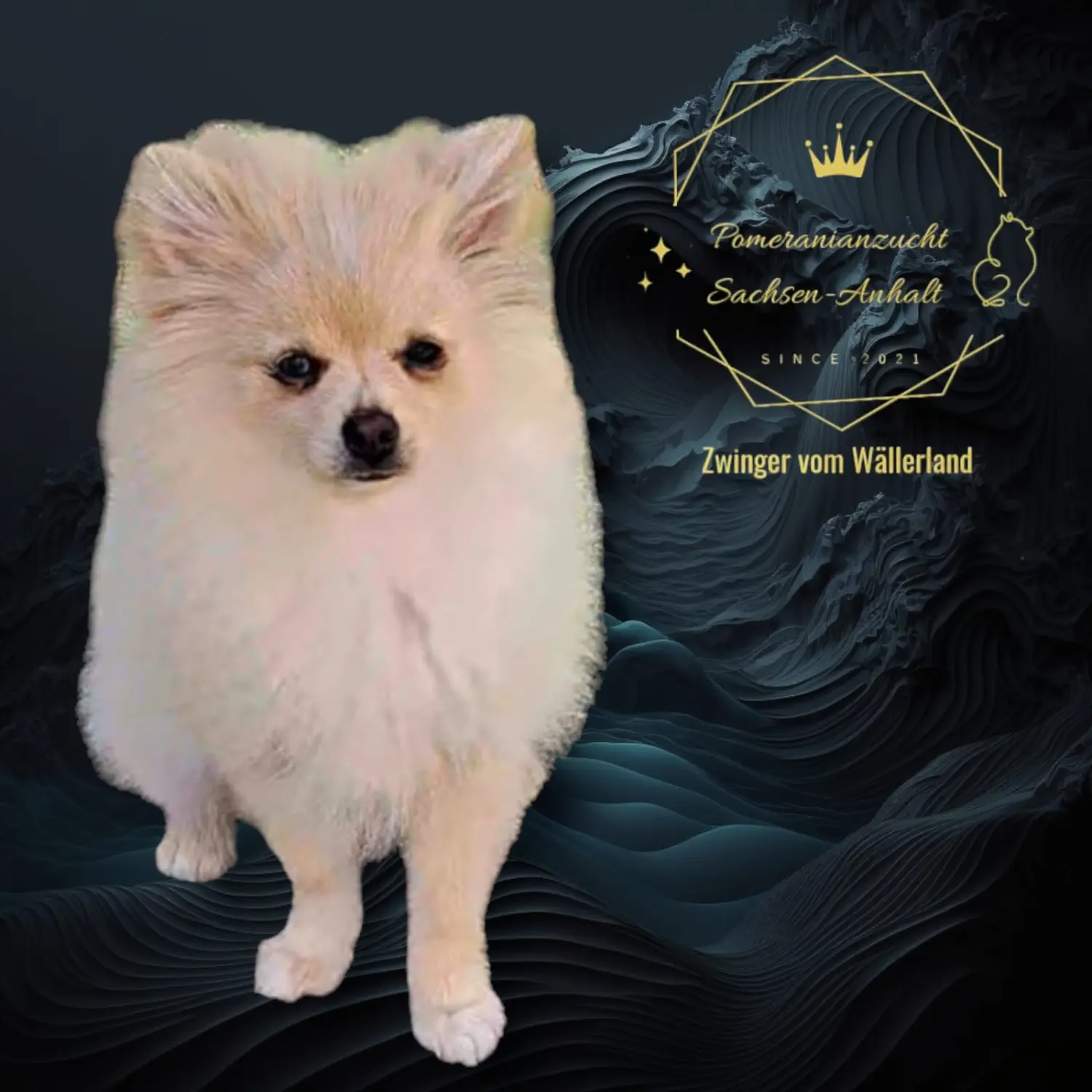 Pomeranianzucht - Hunderasse 