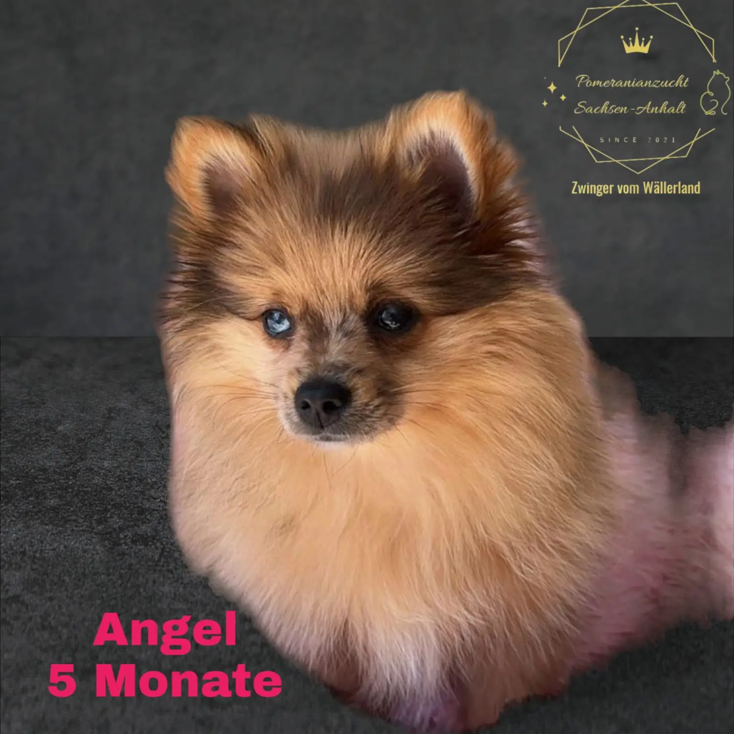 Pomeranianzucht - Hunderasse 