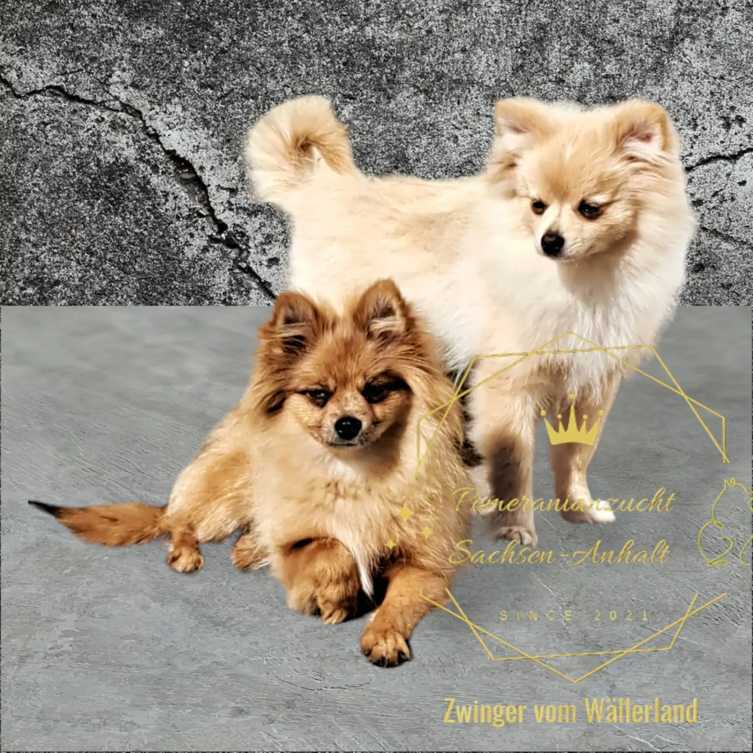 Pomeranianzucht - Hunderasse - Paare