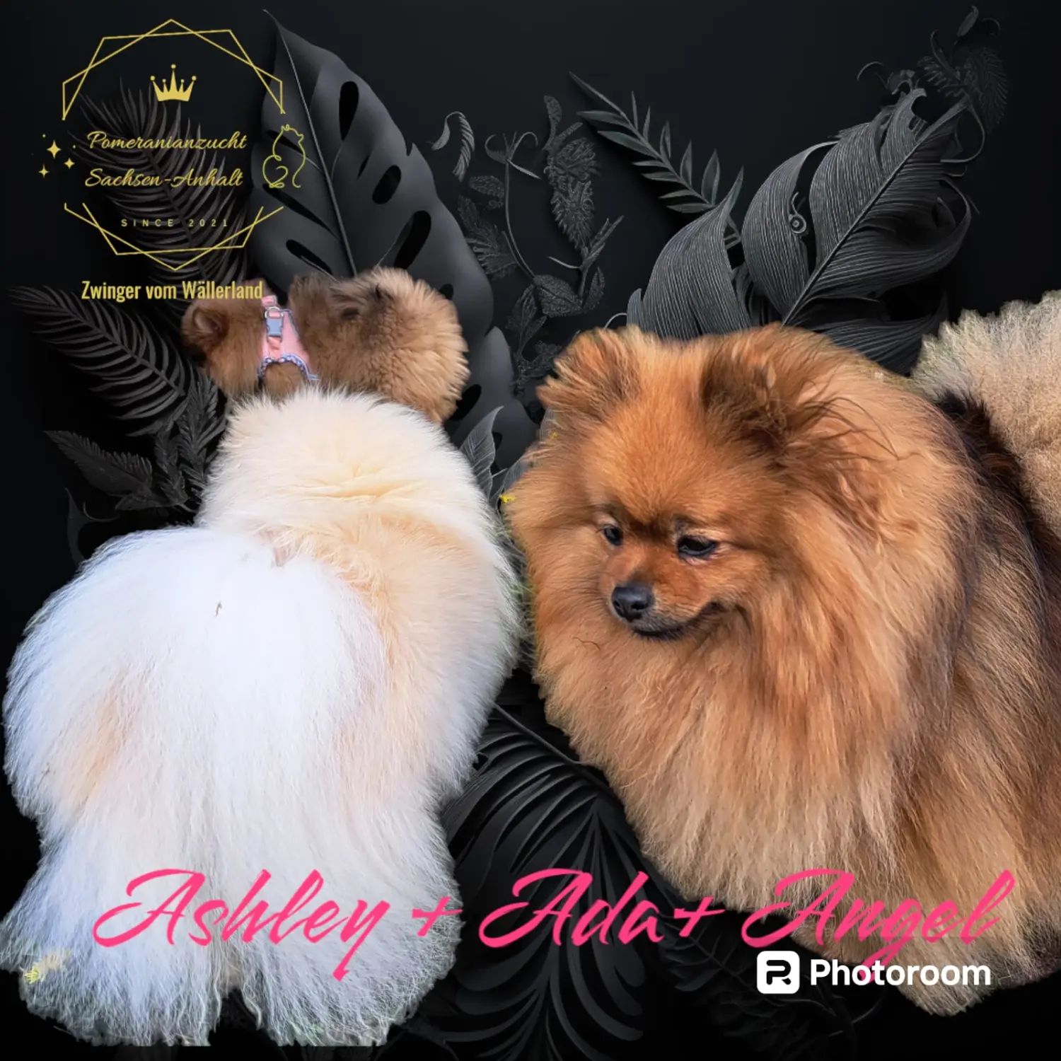 Pomeranianzucht - Hunderasse - Paare