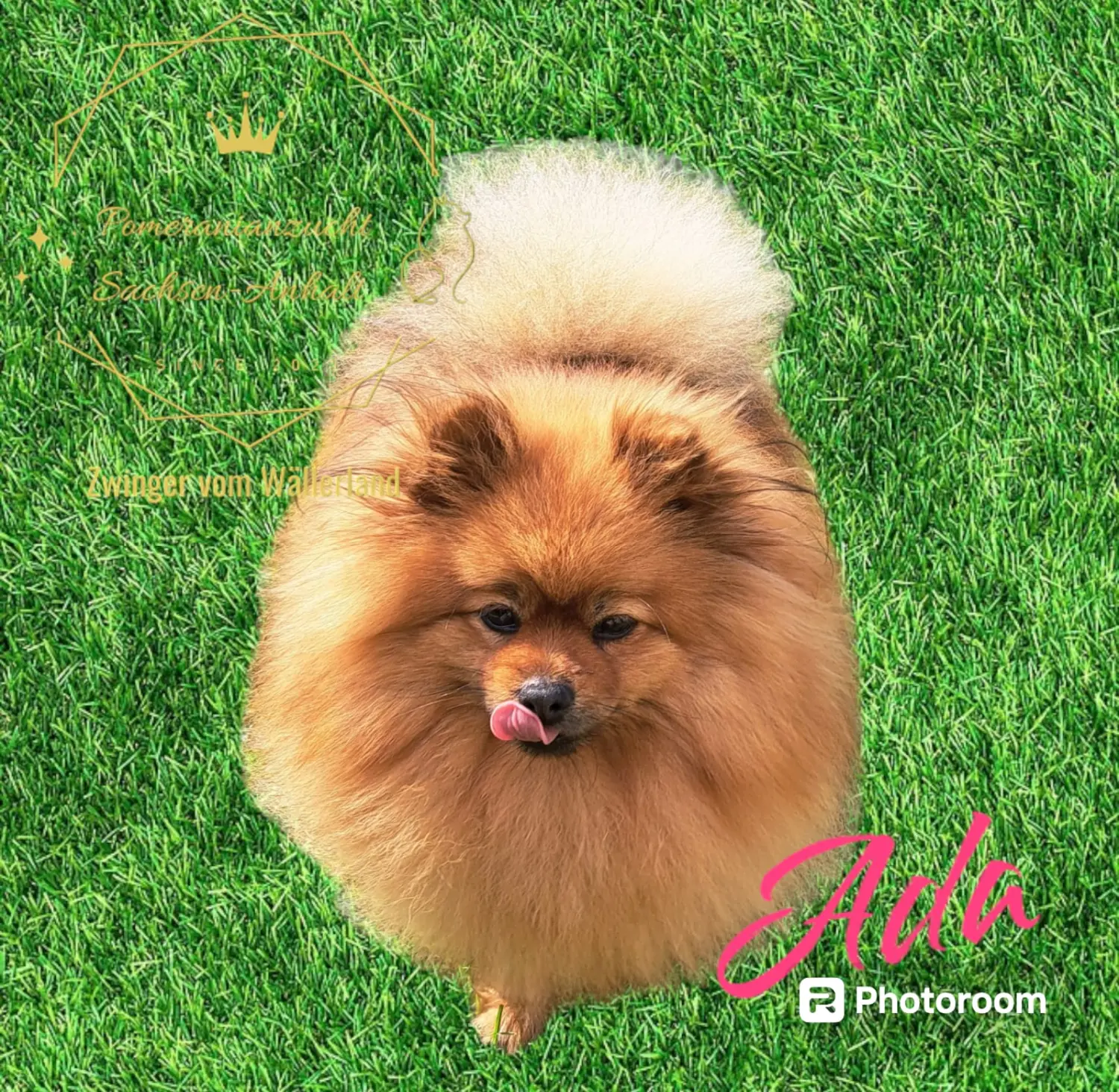 Pomeranianzucht - Hunderasse - Ada