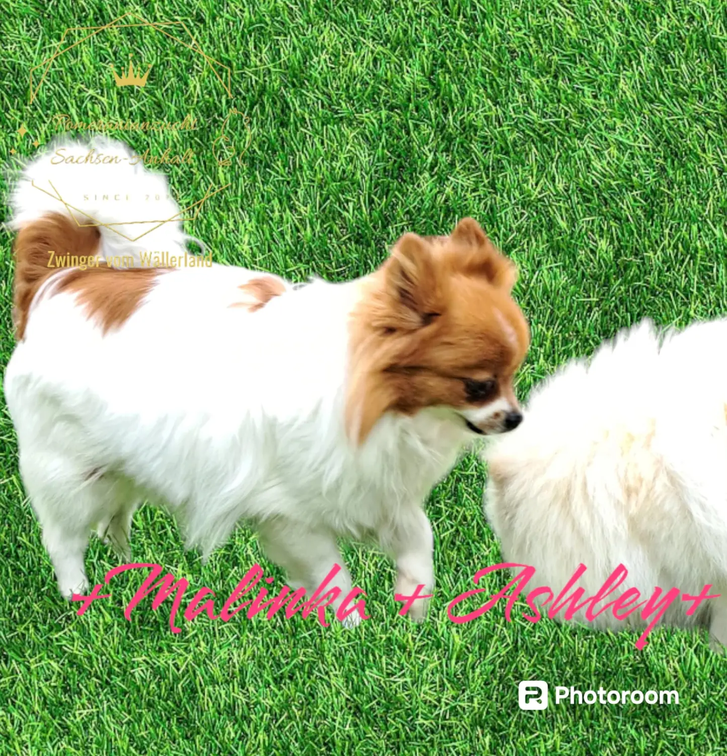 Pomeranianzucht - Hunderasse - Paare