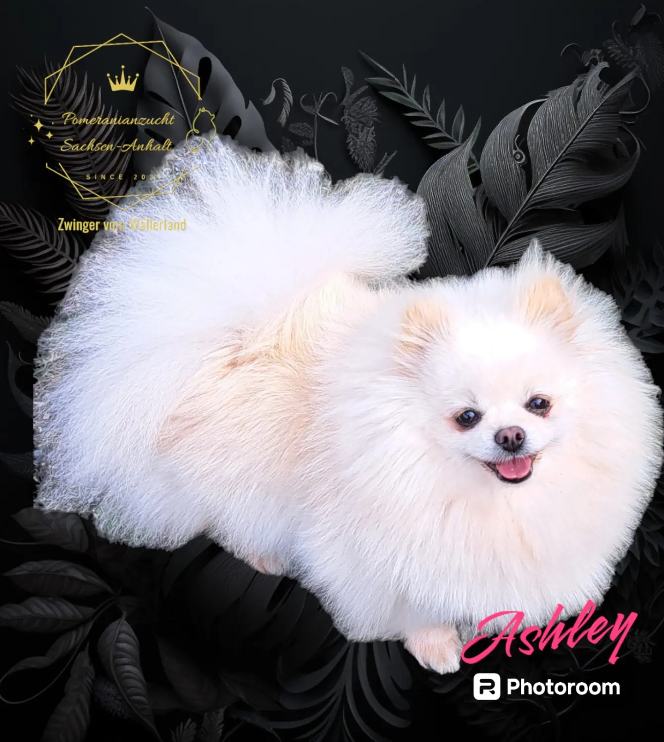 Pomeranianzucht - Hunderasse - Ashley