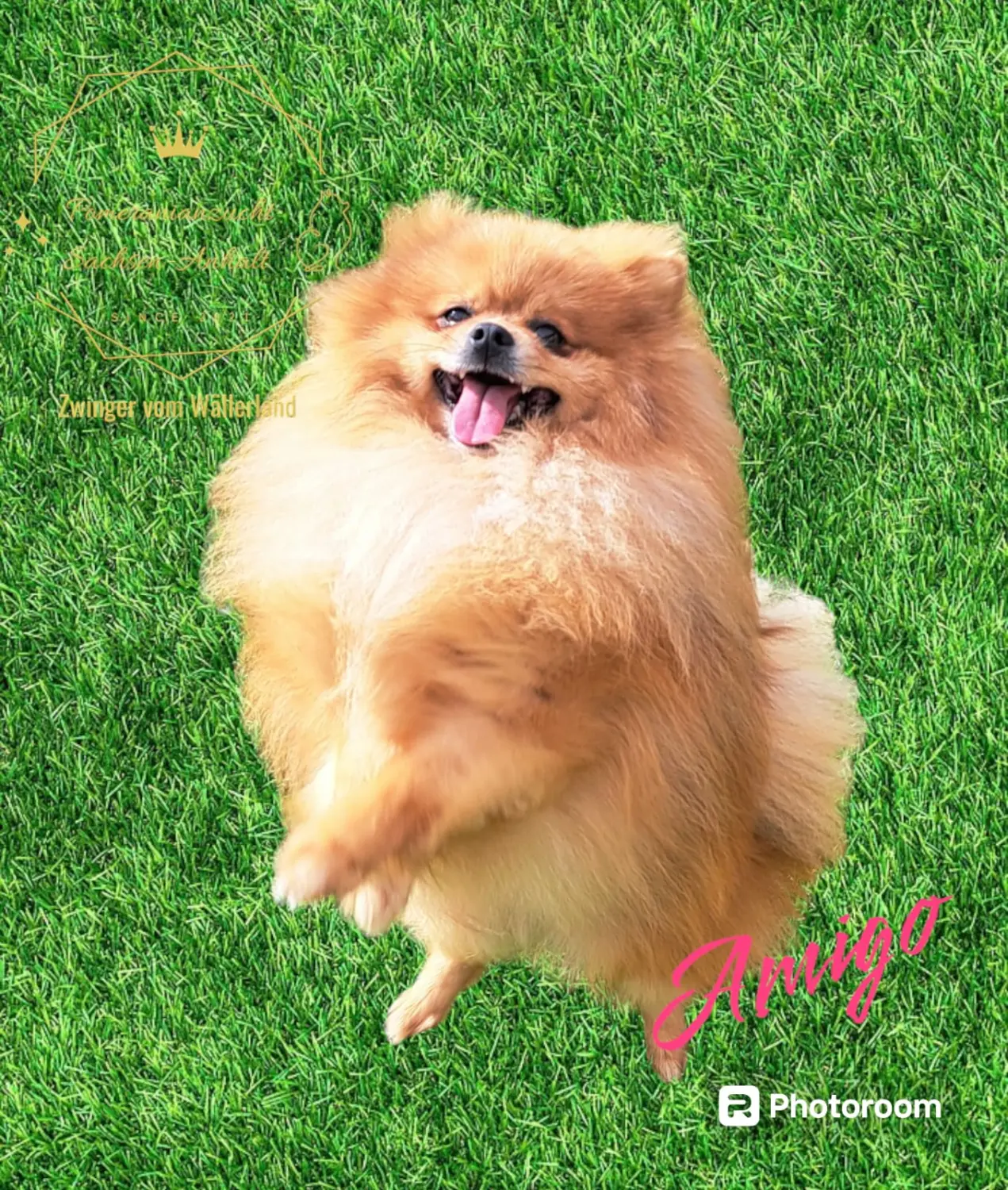 Pomeranianzucht - Hunderasse 