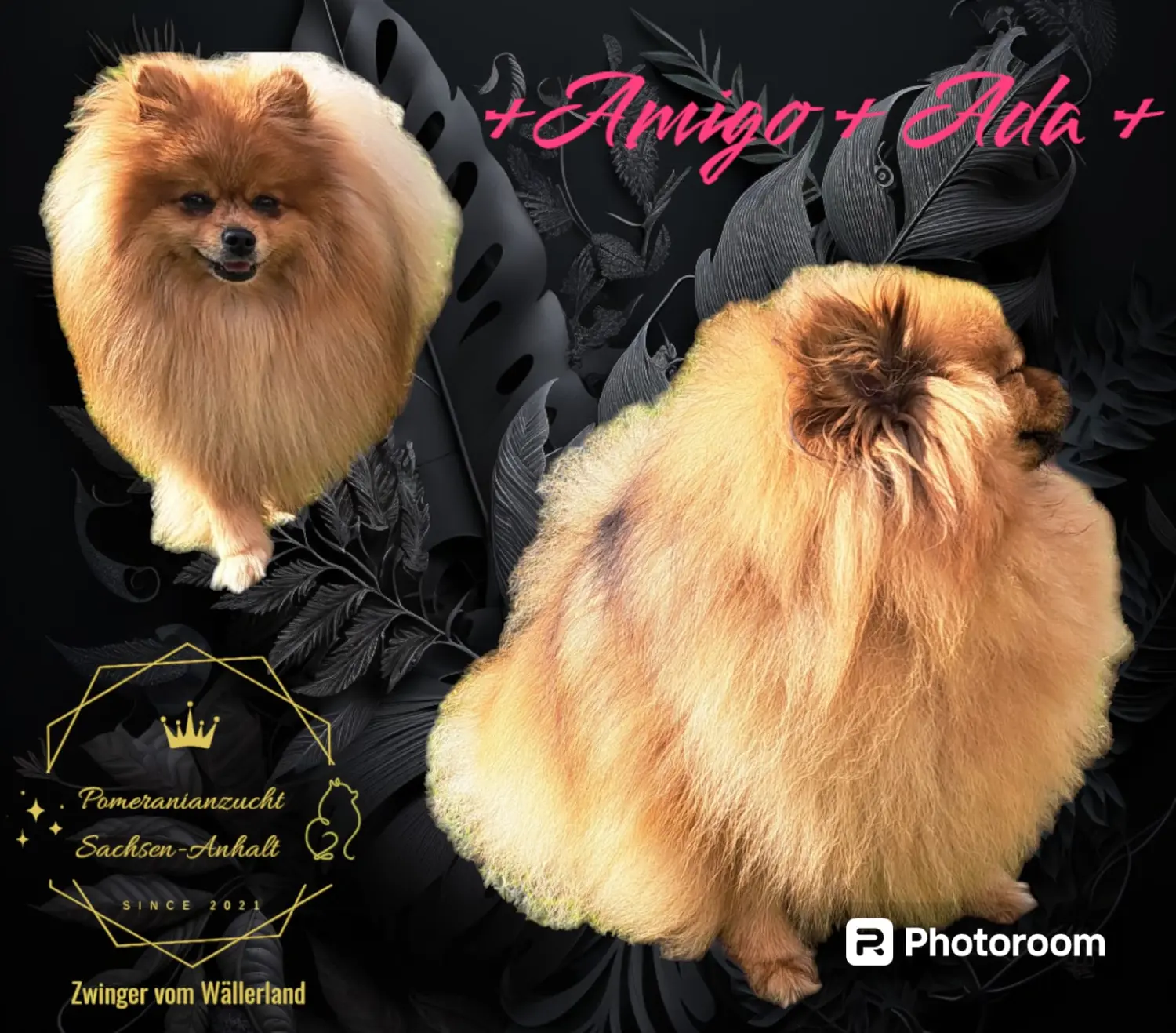 Pomeranianzucht - Hunderasse - Paare