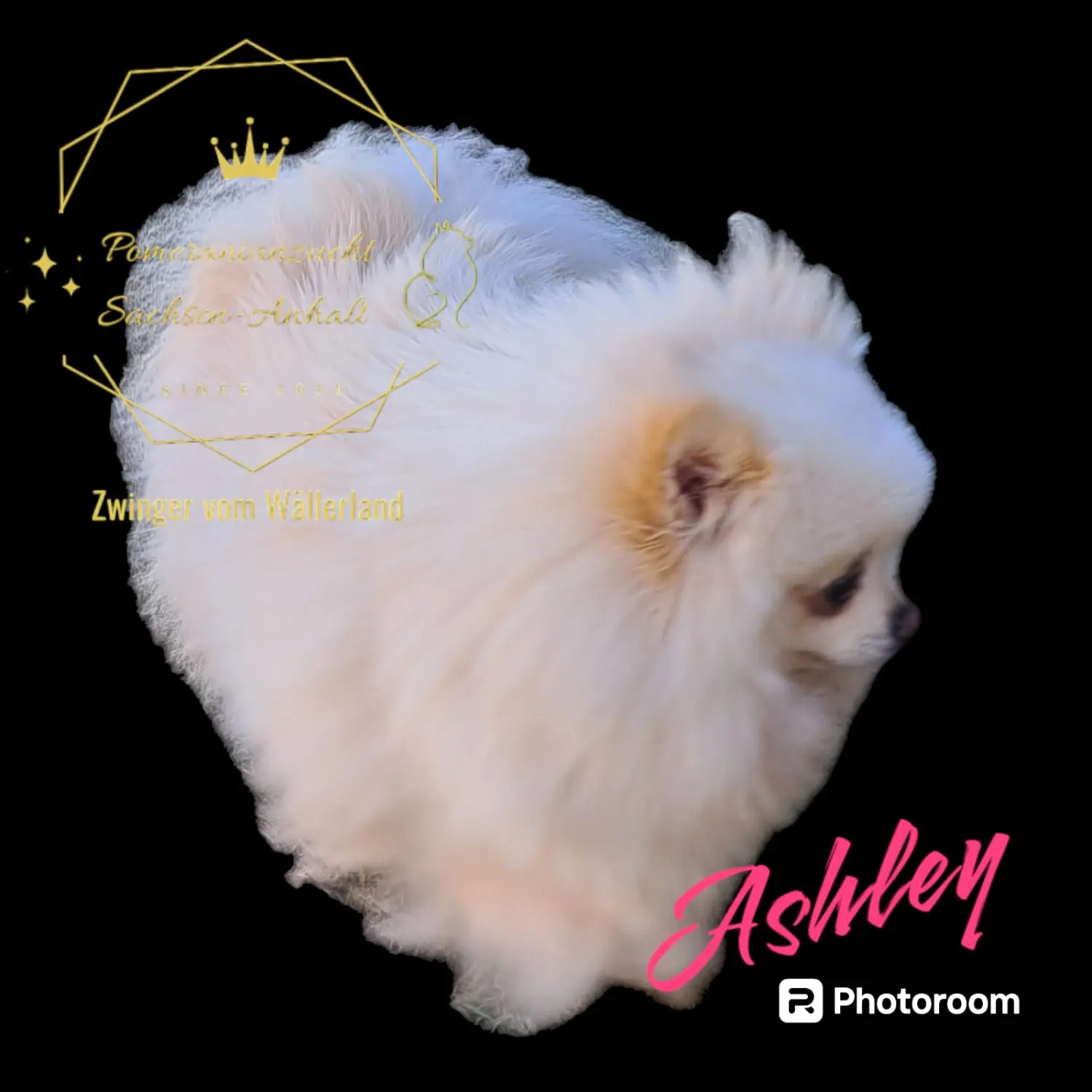 Pomeranianzucht - Hunderasse - Ashley