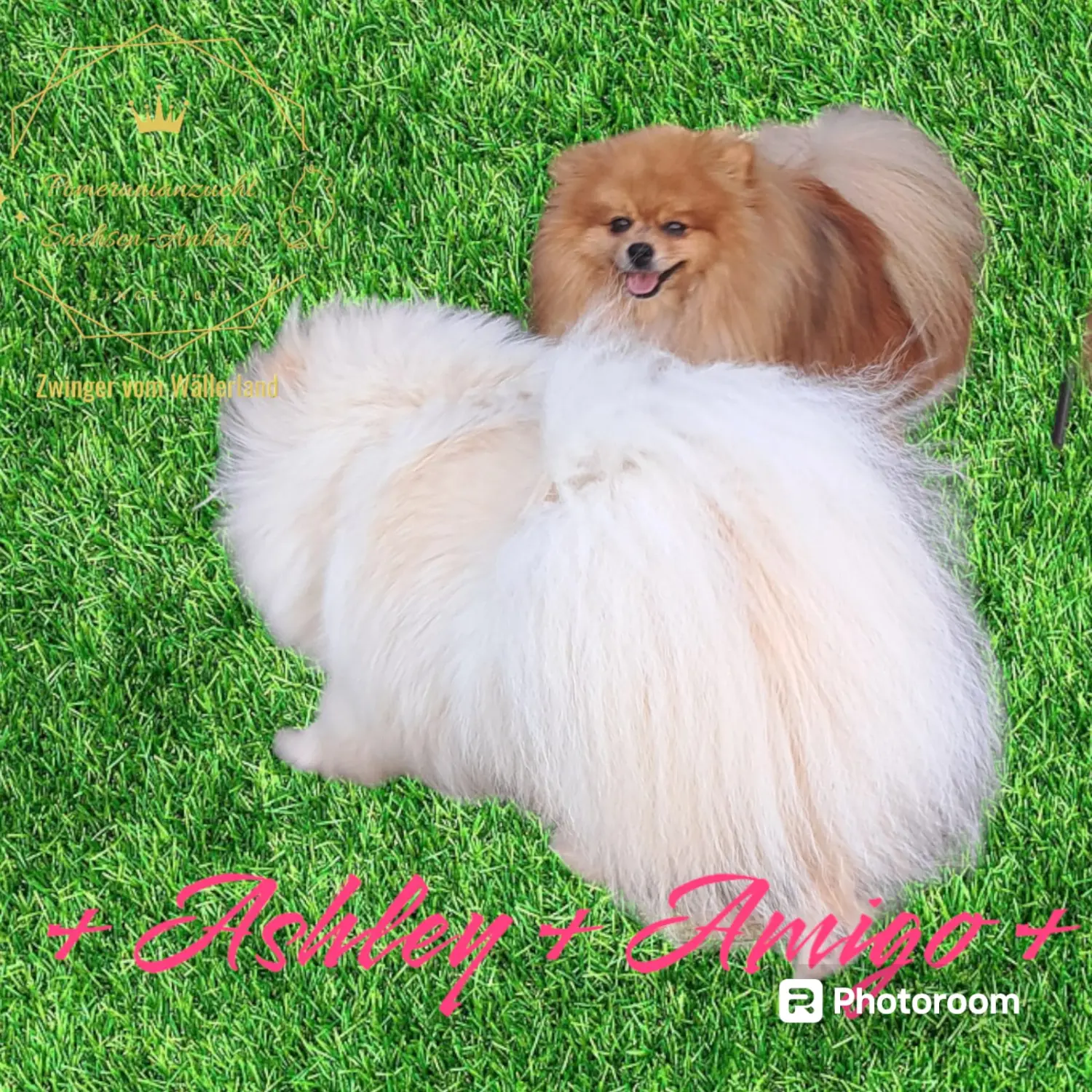 Pomeranianzucht - Hunderasse - Paare