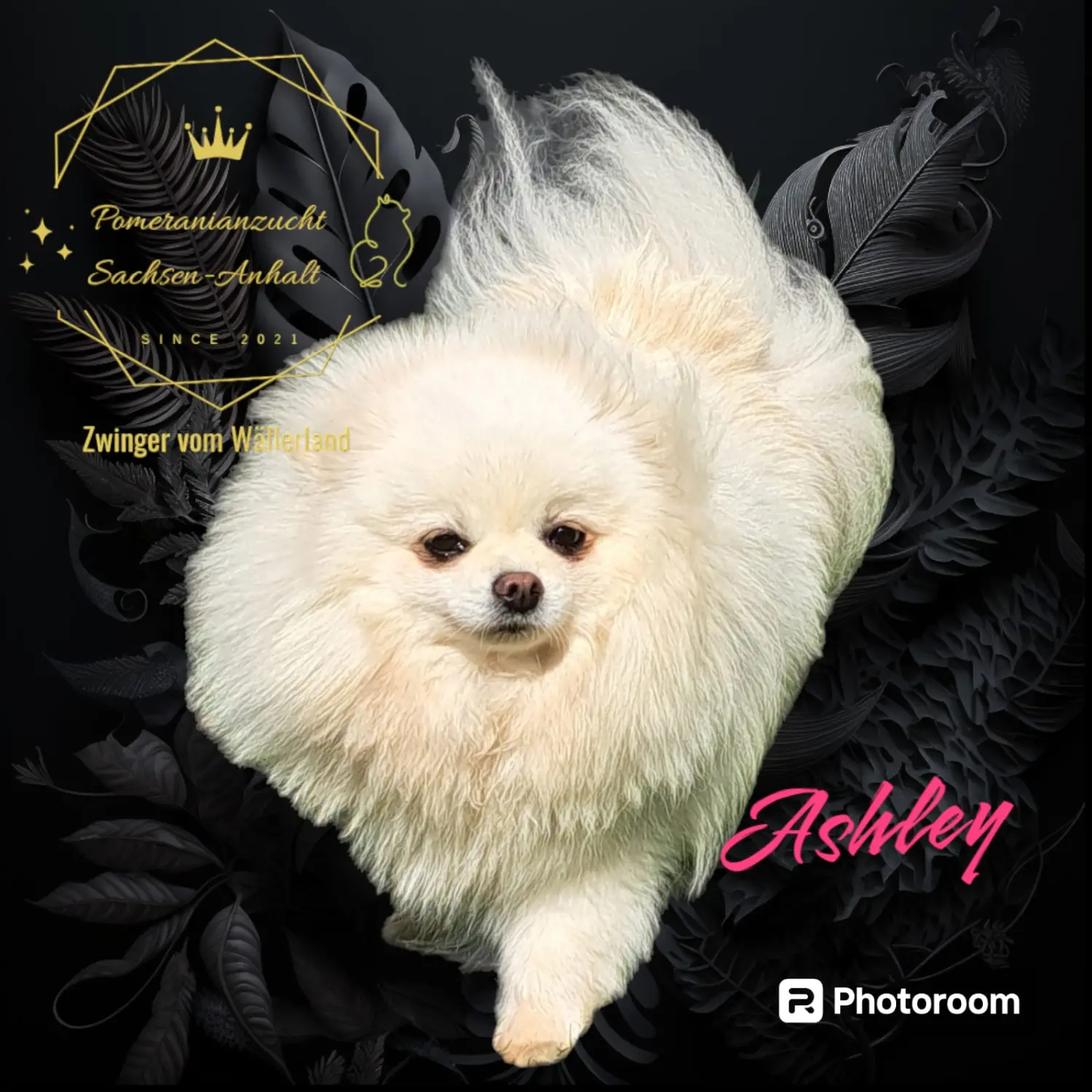 Pomeranianzucht - Hunderasse - Ashley