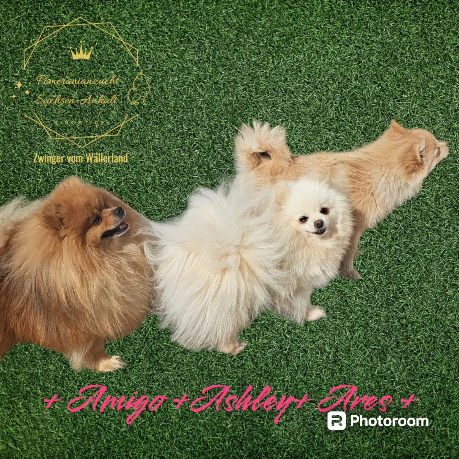 Pomeranianzucht - Hunderasse - Paare