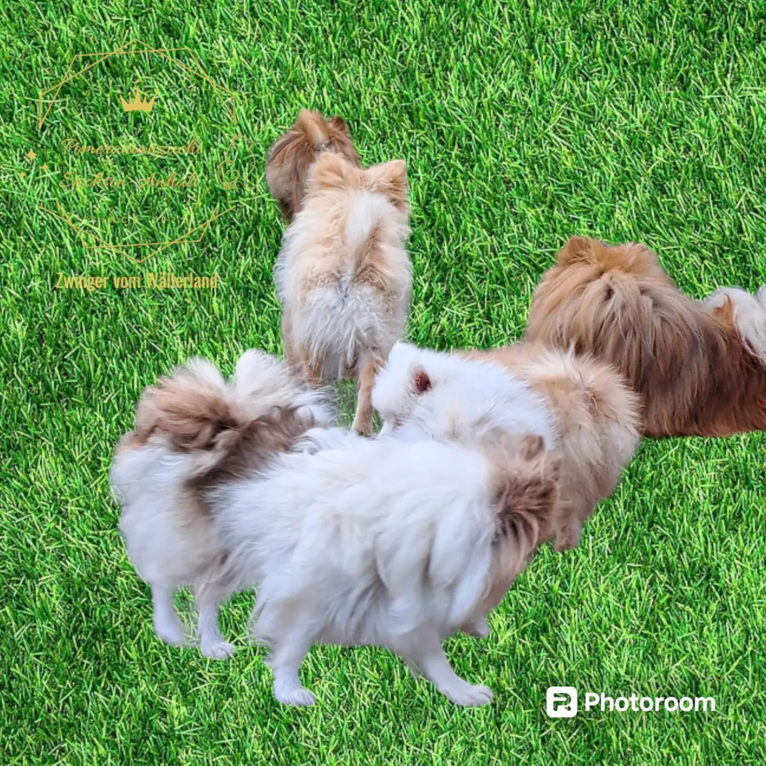 Pomeranianzucht - Hunderasse - Paare