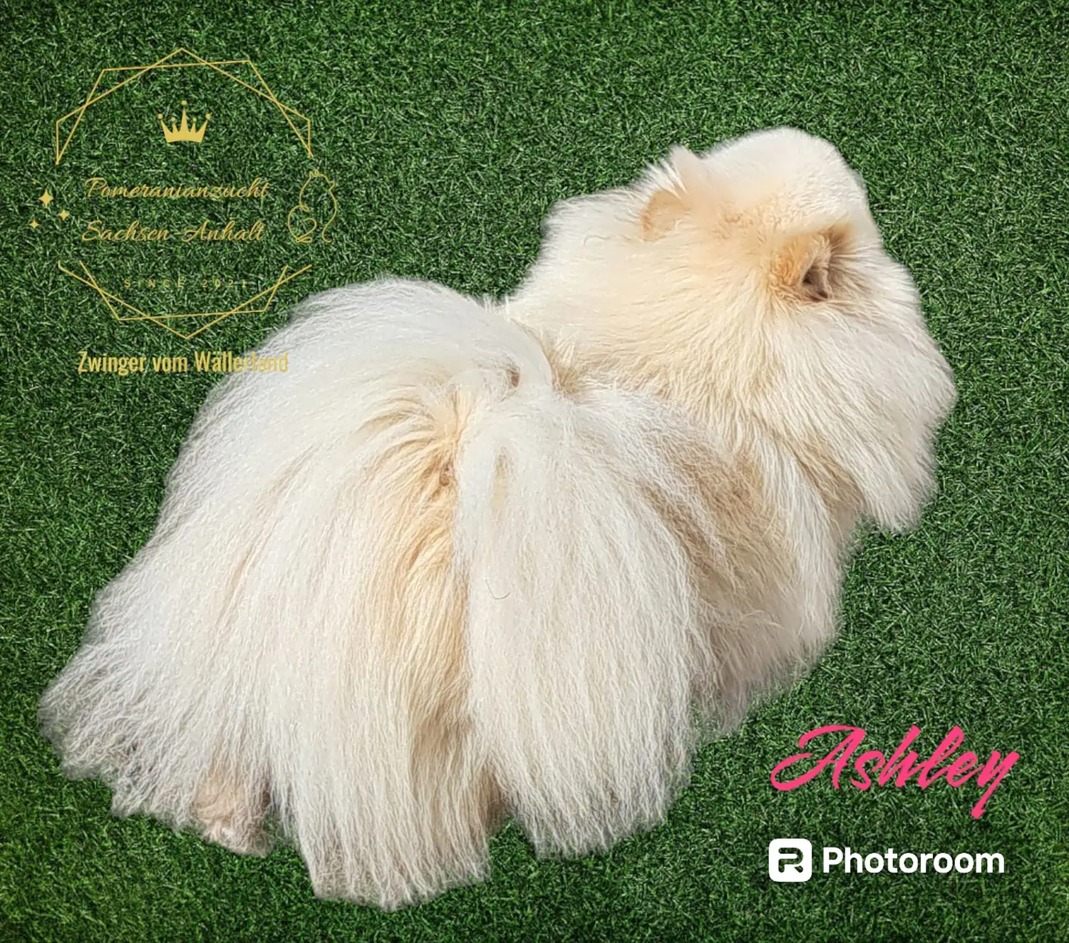 Pomeranianzucht - Hunderasse - Ashley