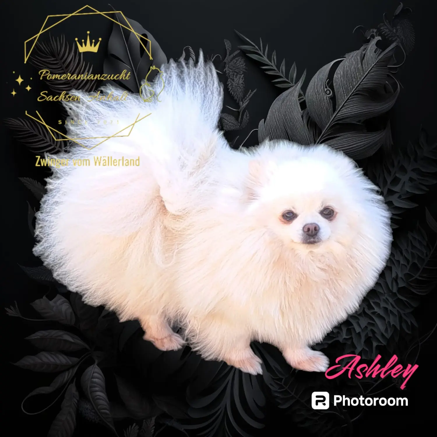 Pomeranianzucht - Hunderasse - Ashley