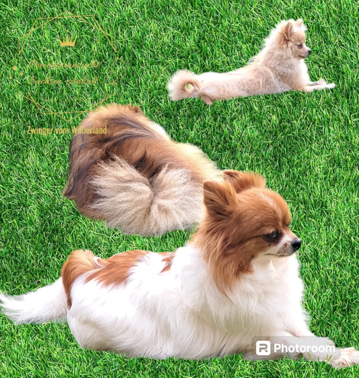 Pomeranianzucht - Hunderasse - Paare