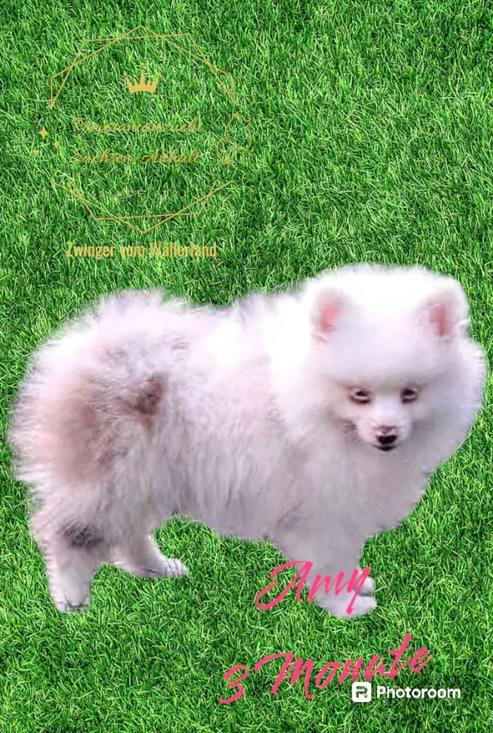 Pomeranianzucht - Hunderasse - Amy