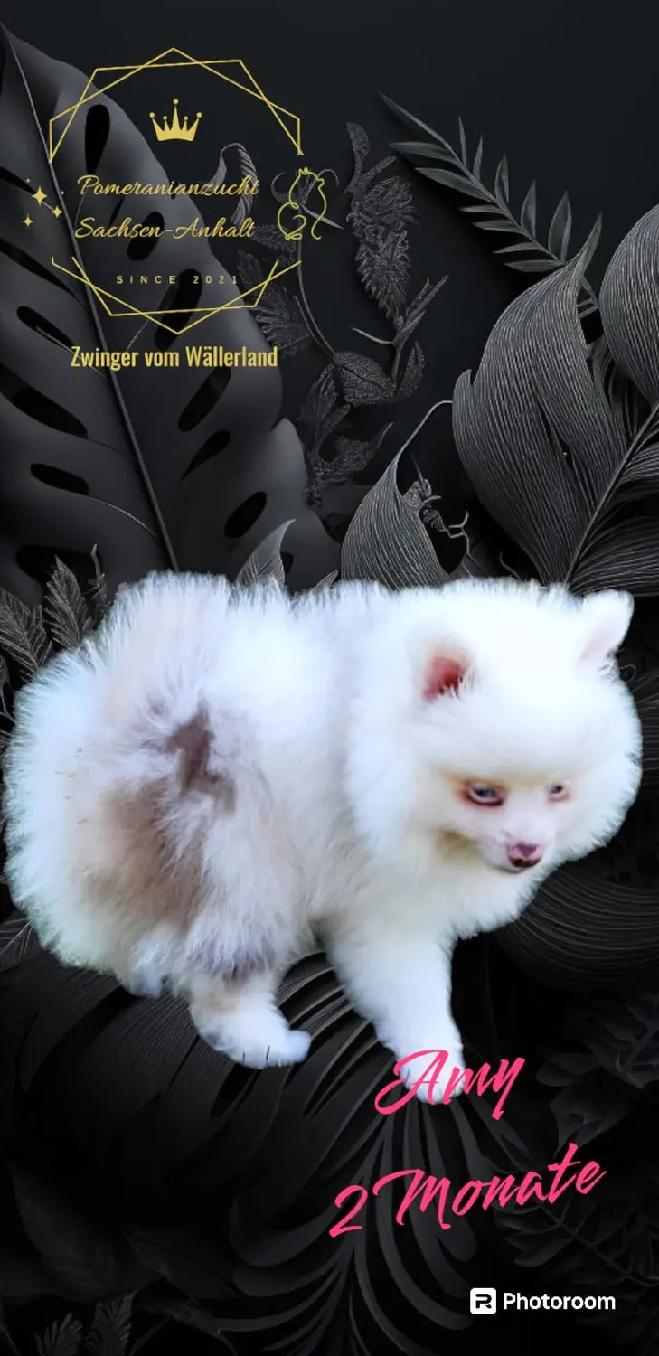 Pomeranianzucht - Hunderasse - Amy