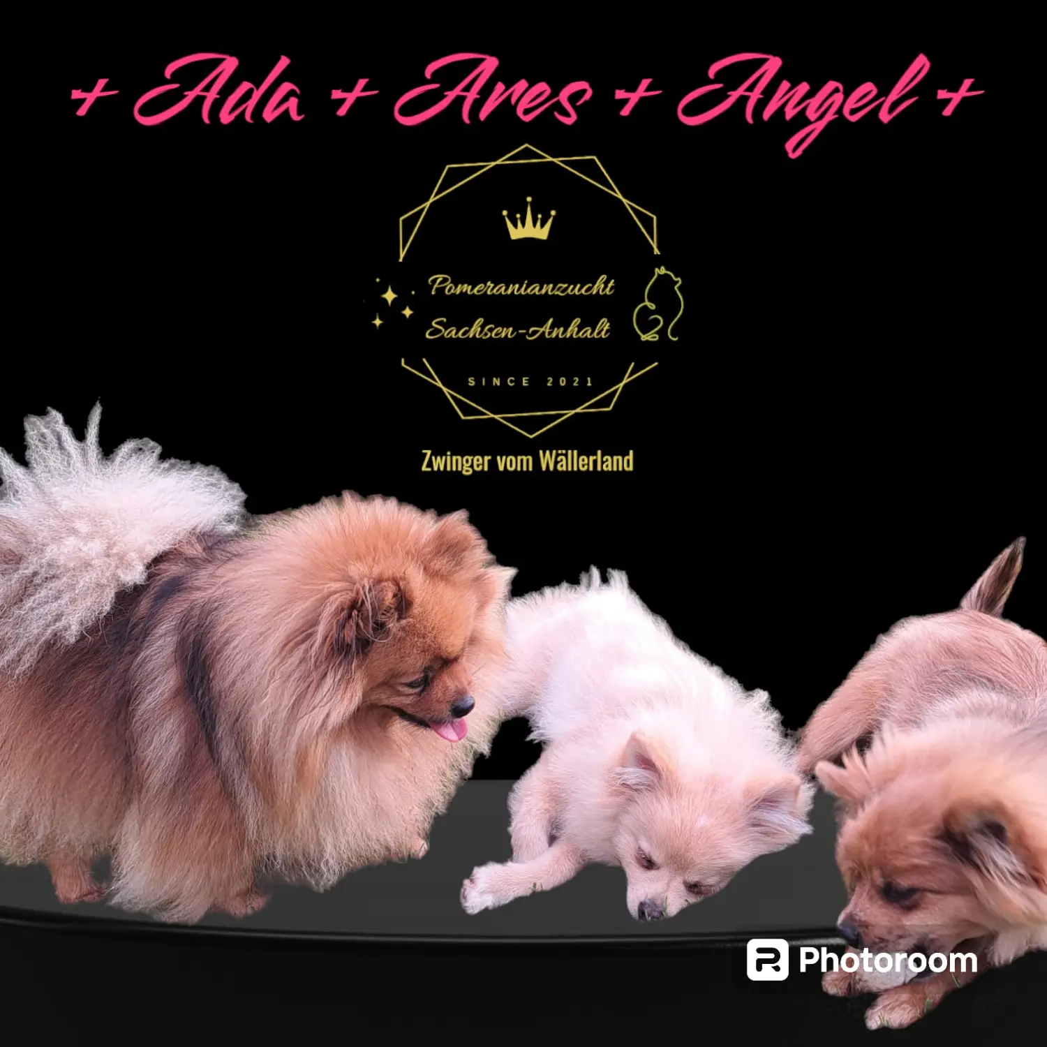 Pomeranianzucht - Hunderasse - Paare