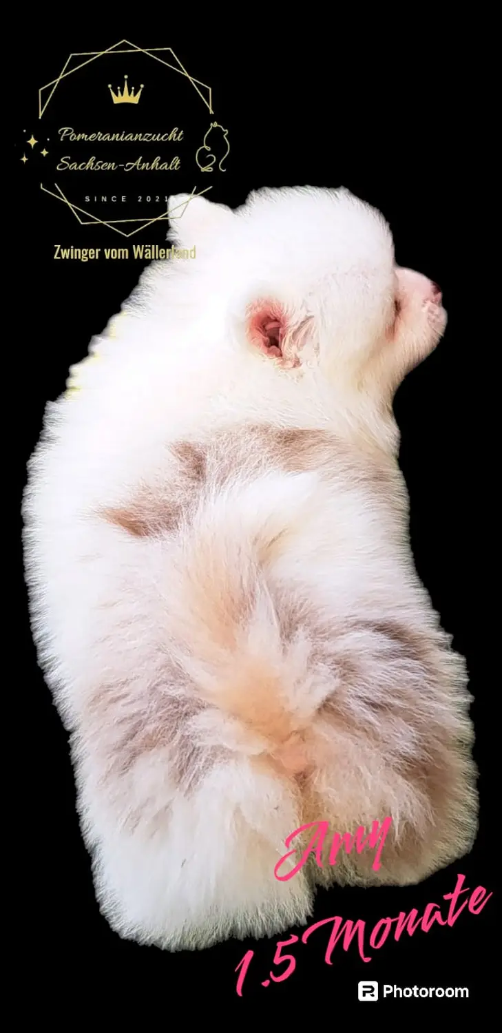 Pomeranianzucht - Hunderasse - Amy