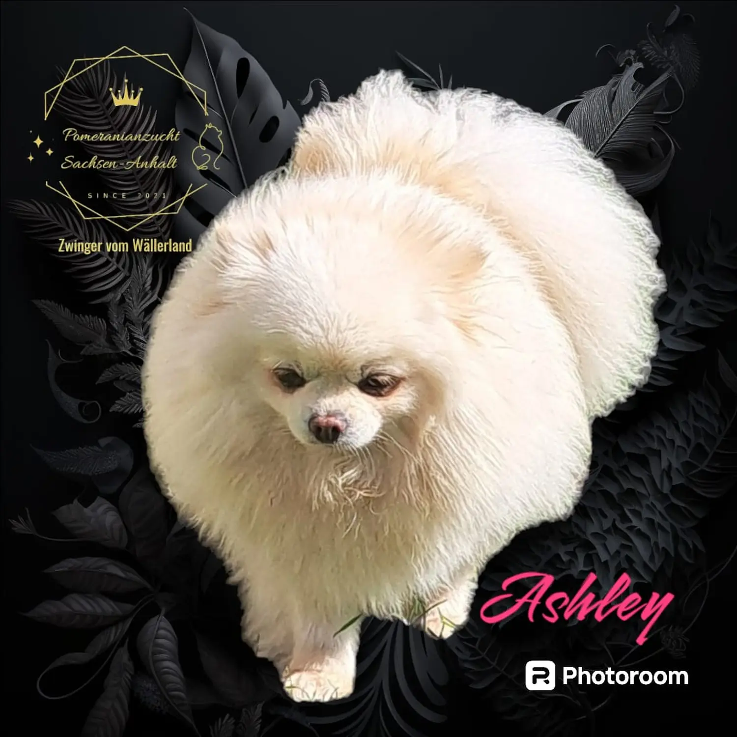 Pomeranianzucht - Hunderasse - Ashley