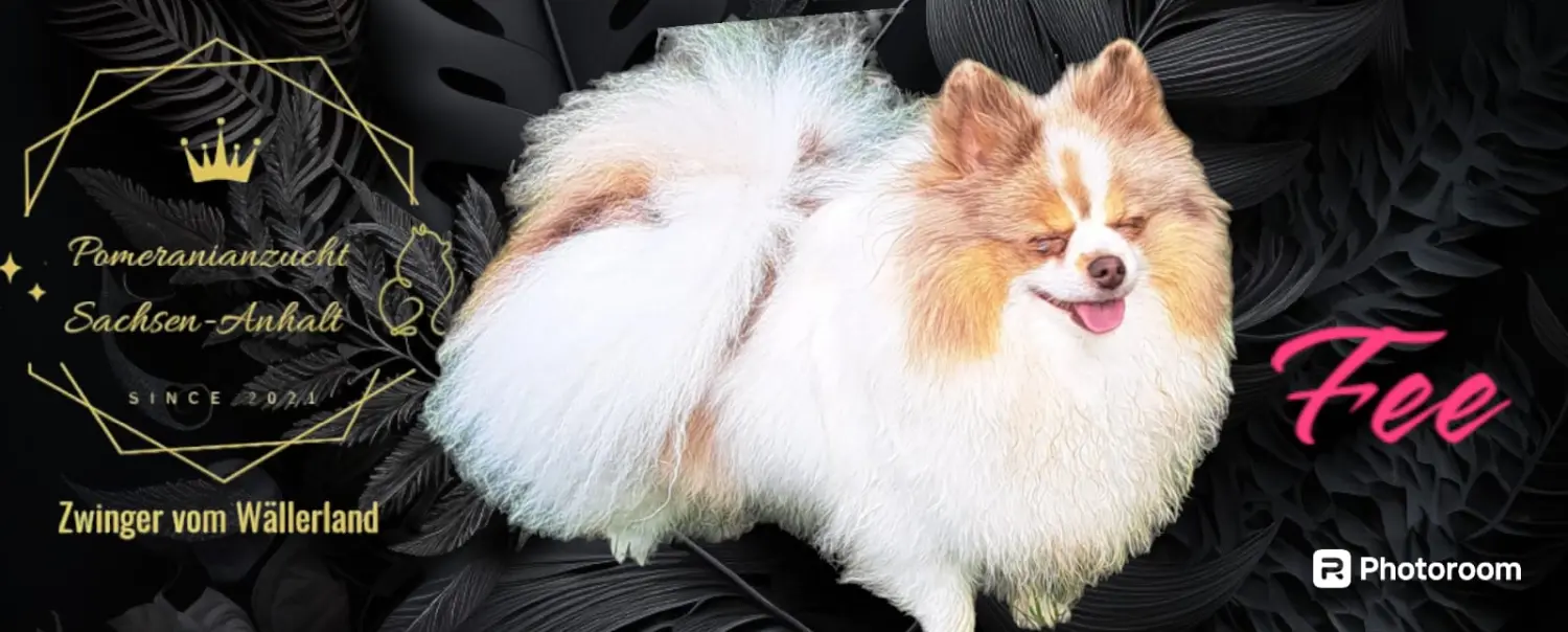 Pomeranianzucht - Hunderasse - Fee