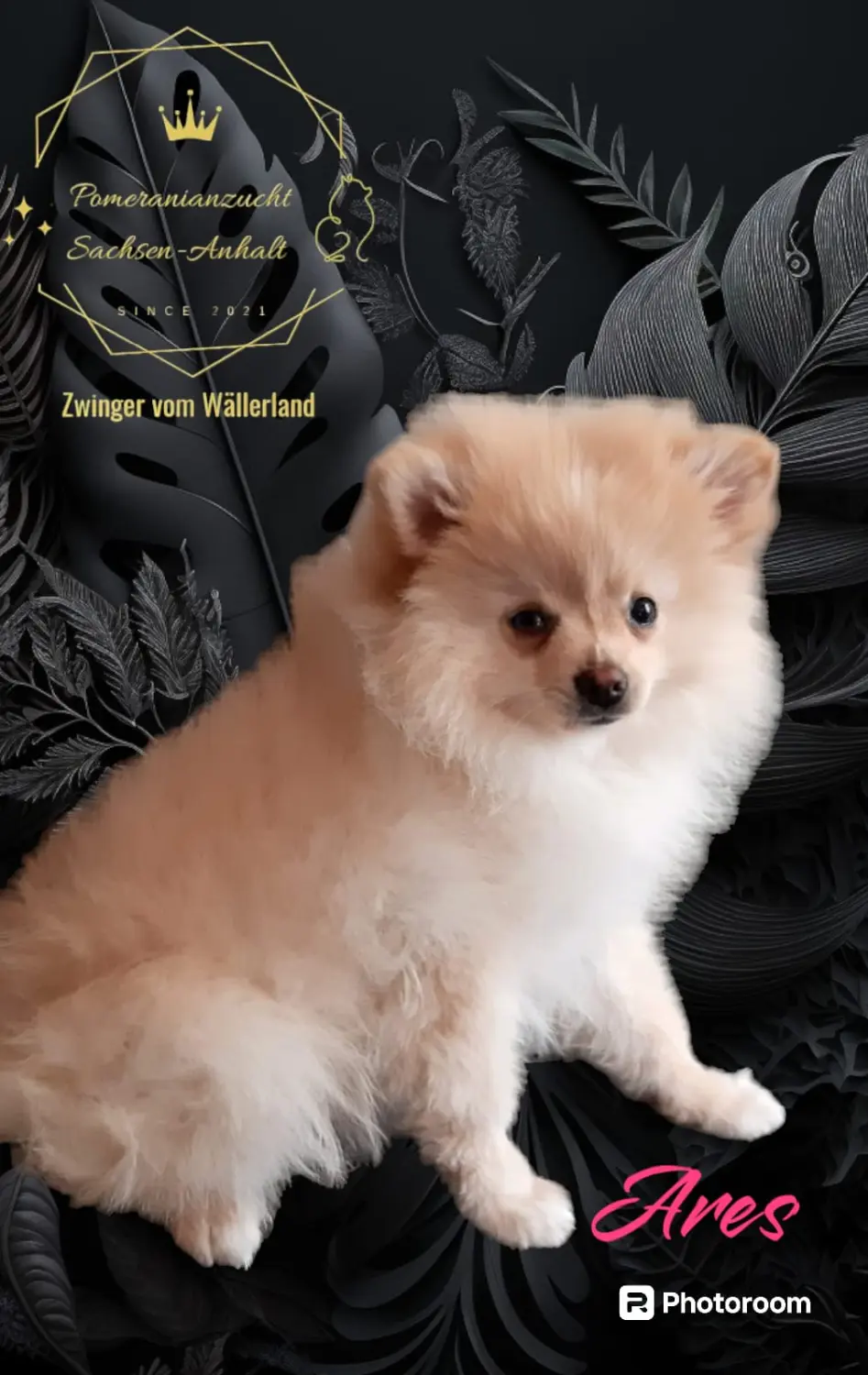 Pomeranianzucht - Hunderasse 