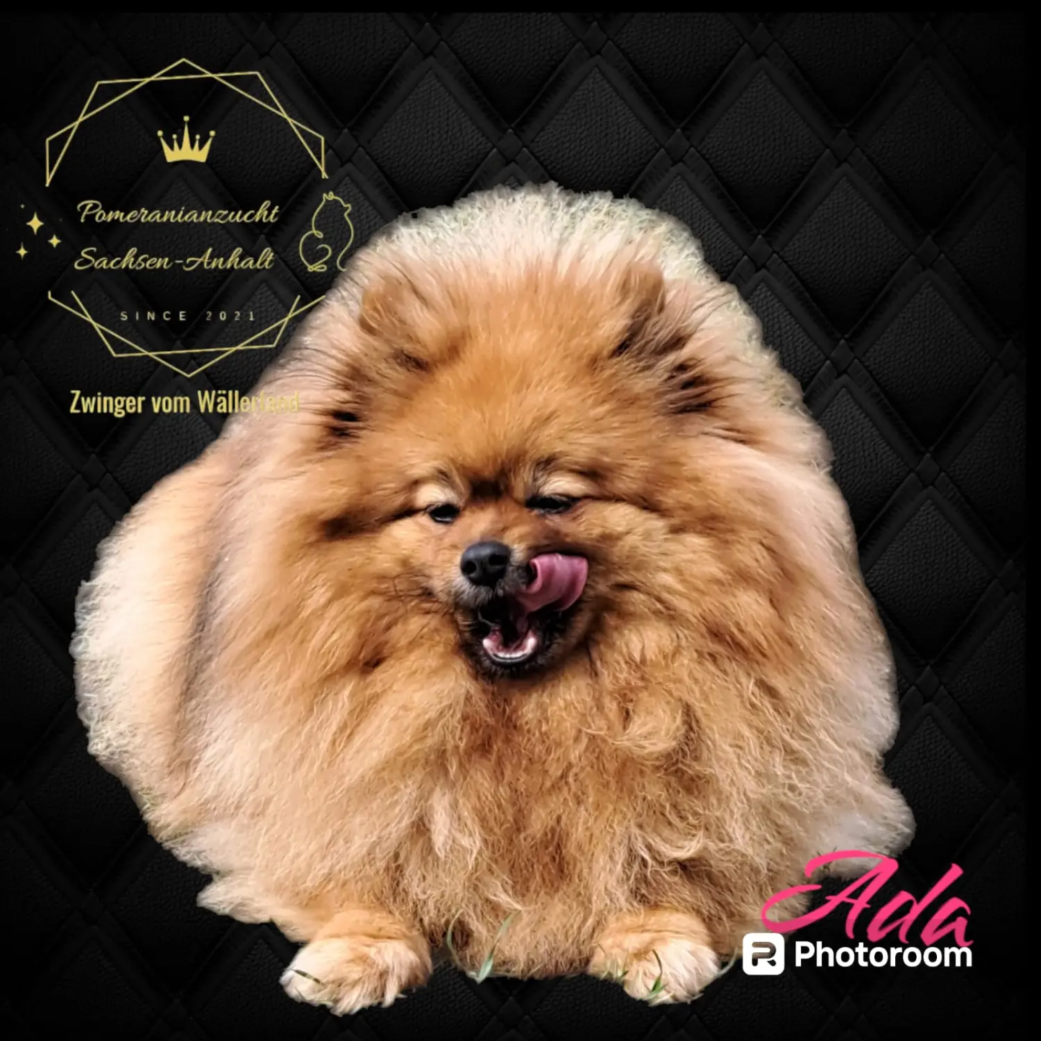 Pomeranianzucht - Hunderasse - Ada