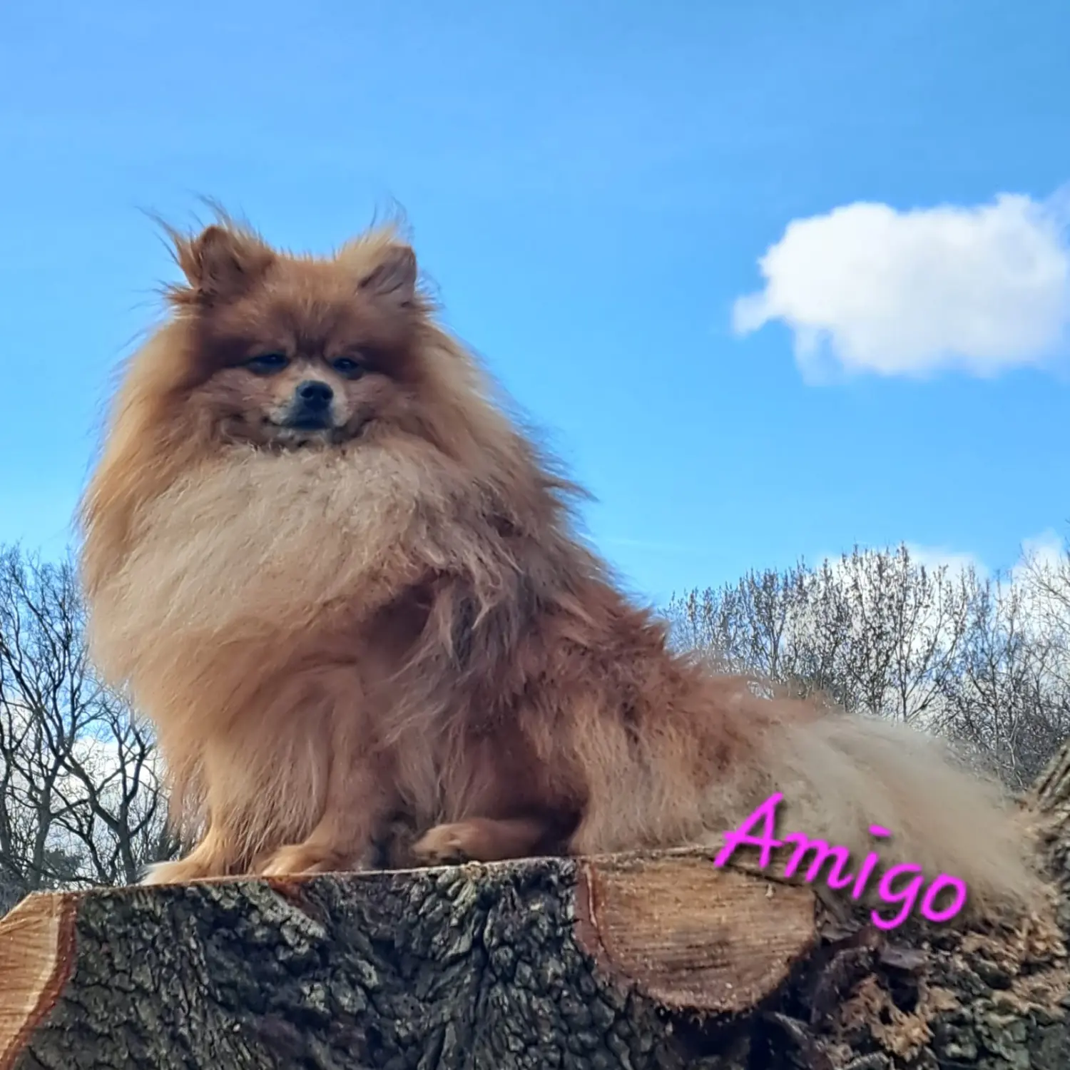 Pomeranianzucht - Hunderasse 