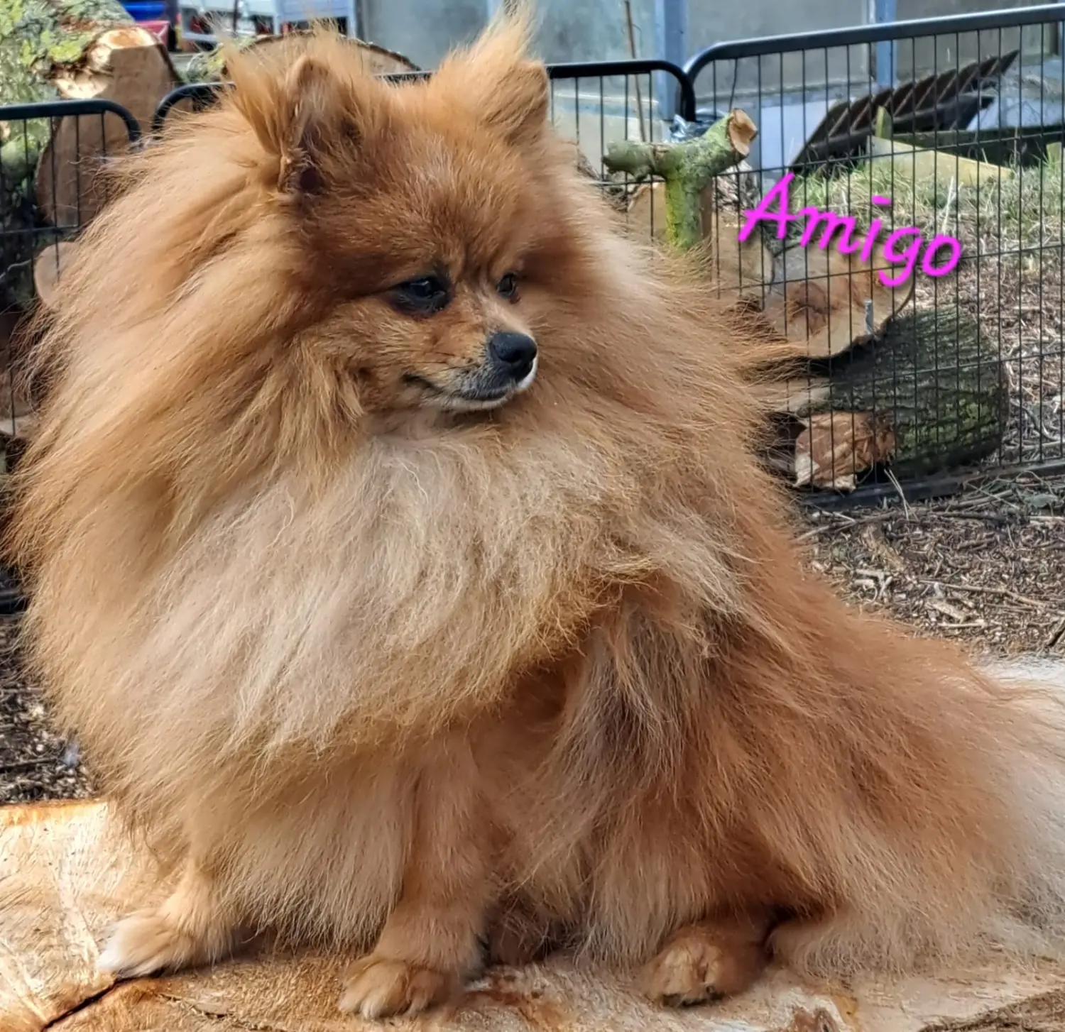 Pomeranianzucht - Hunderasse 