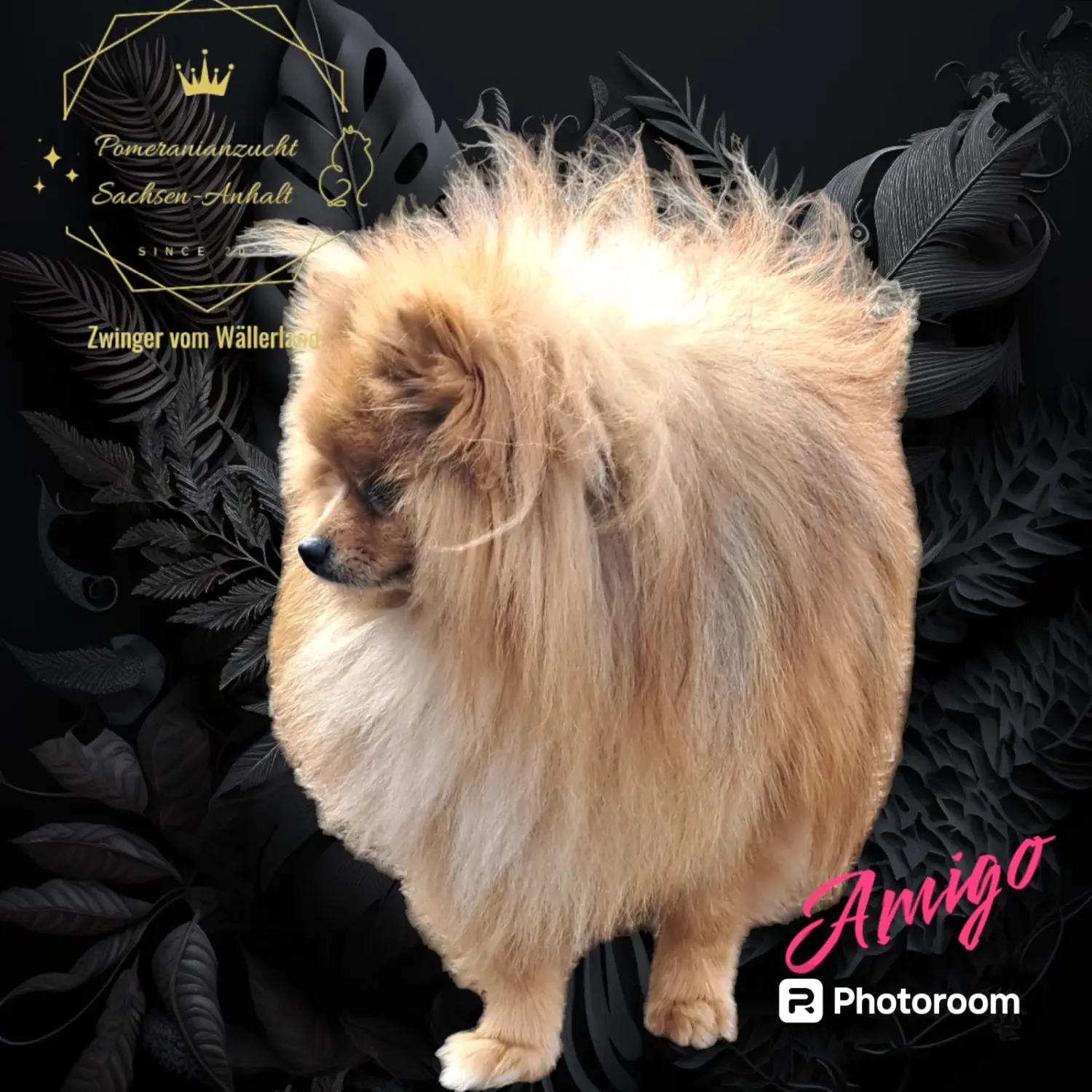 Pomeranianzucht - Hunderasse 