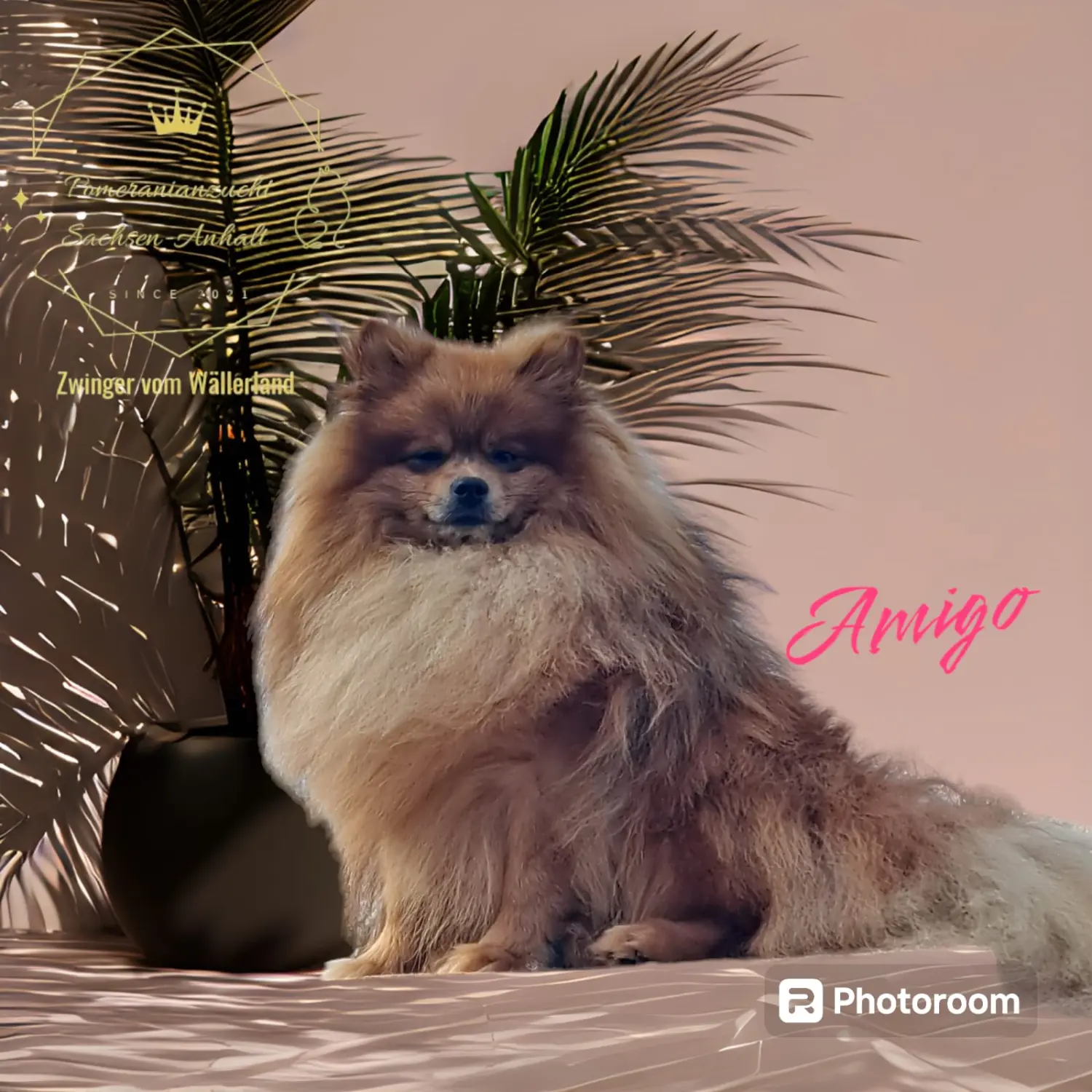 Pomeranianzucht - Hunderasse 