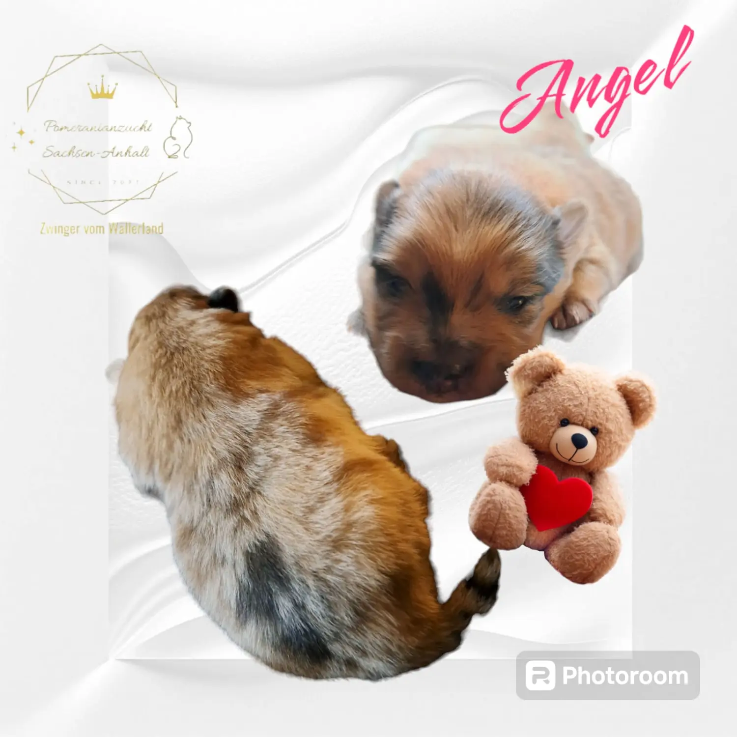 Pomeranianzucht - Hunderasse - Welpen geb. 30.01.24