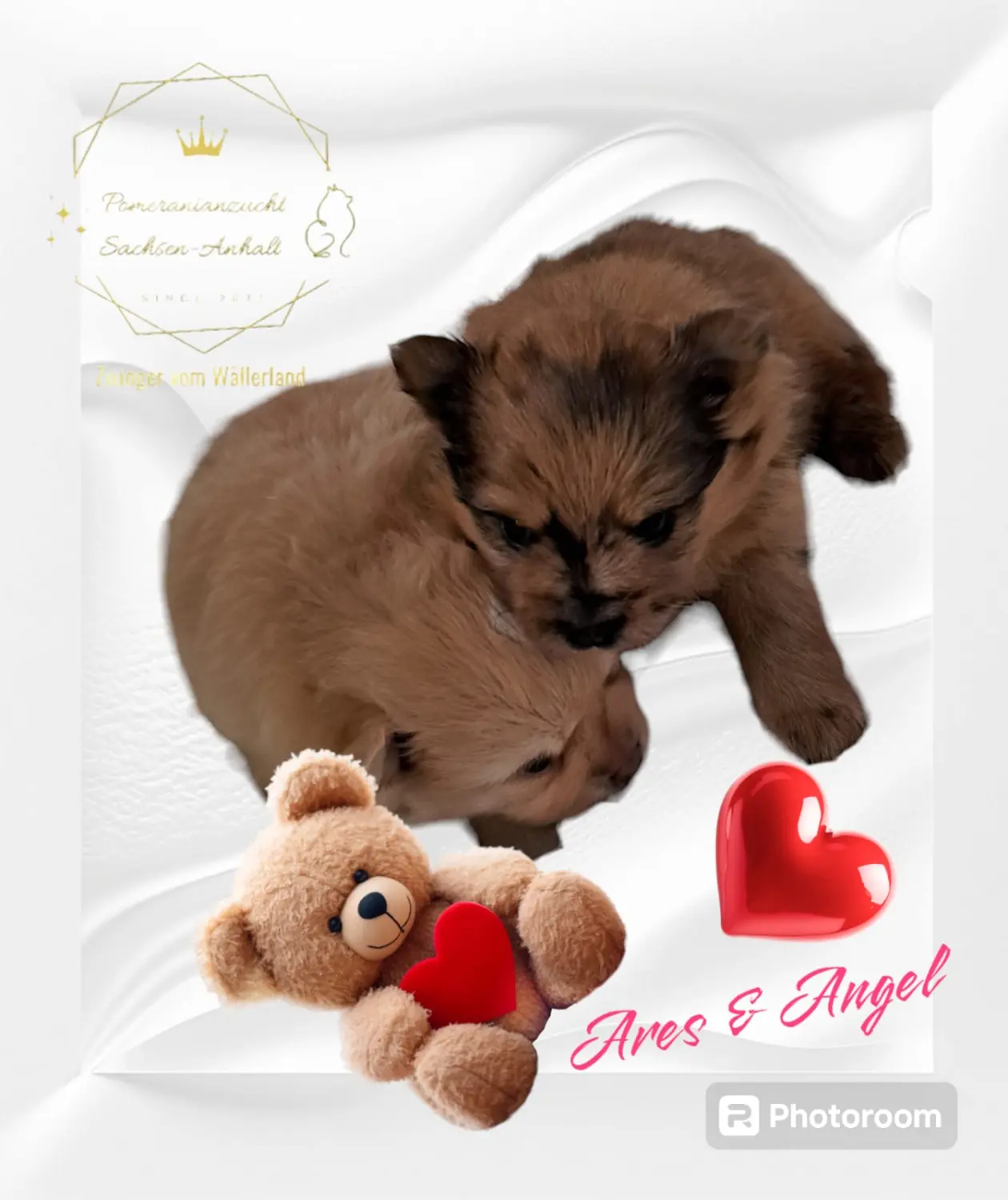 Pomeranianzucht - Hunderasse - Welpen geb. 30.01.24