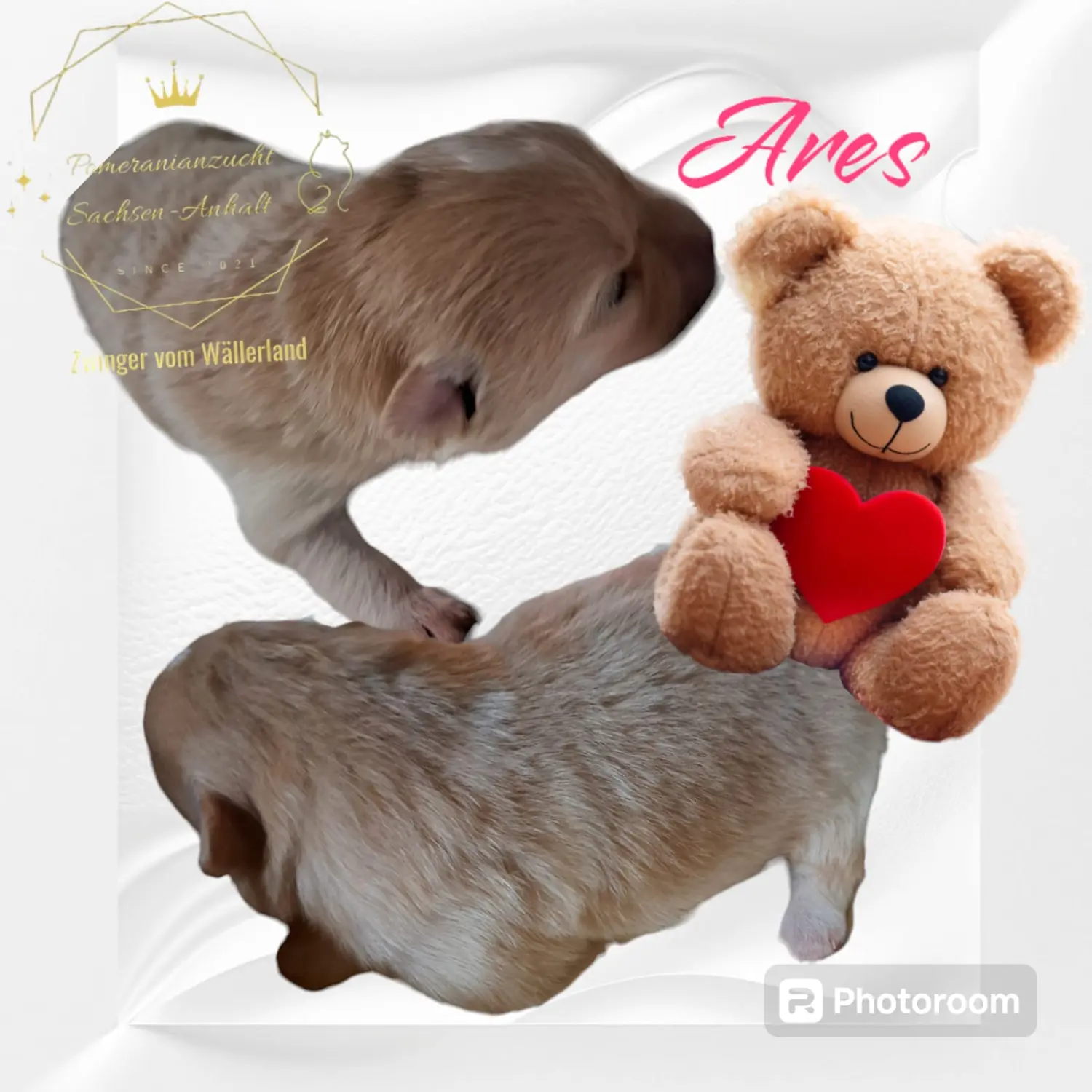 Pomeranianzucht - Hunderasse - Welpen geb. 30.01.24