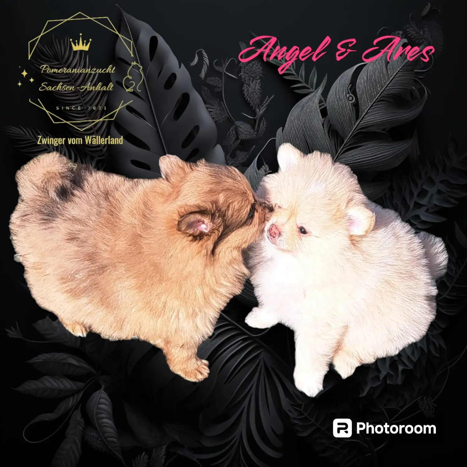 Pomeranianzucht - Hunderasse 