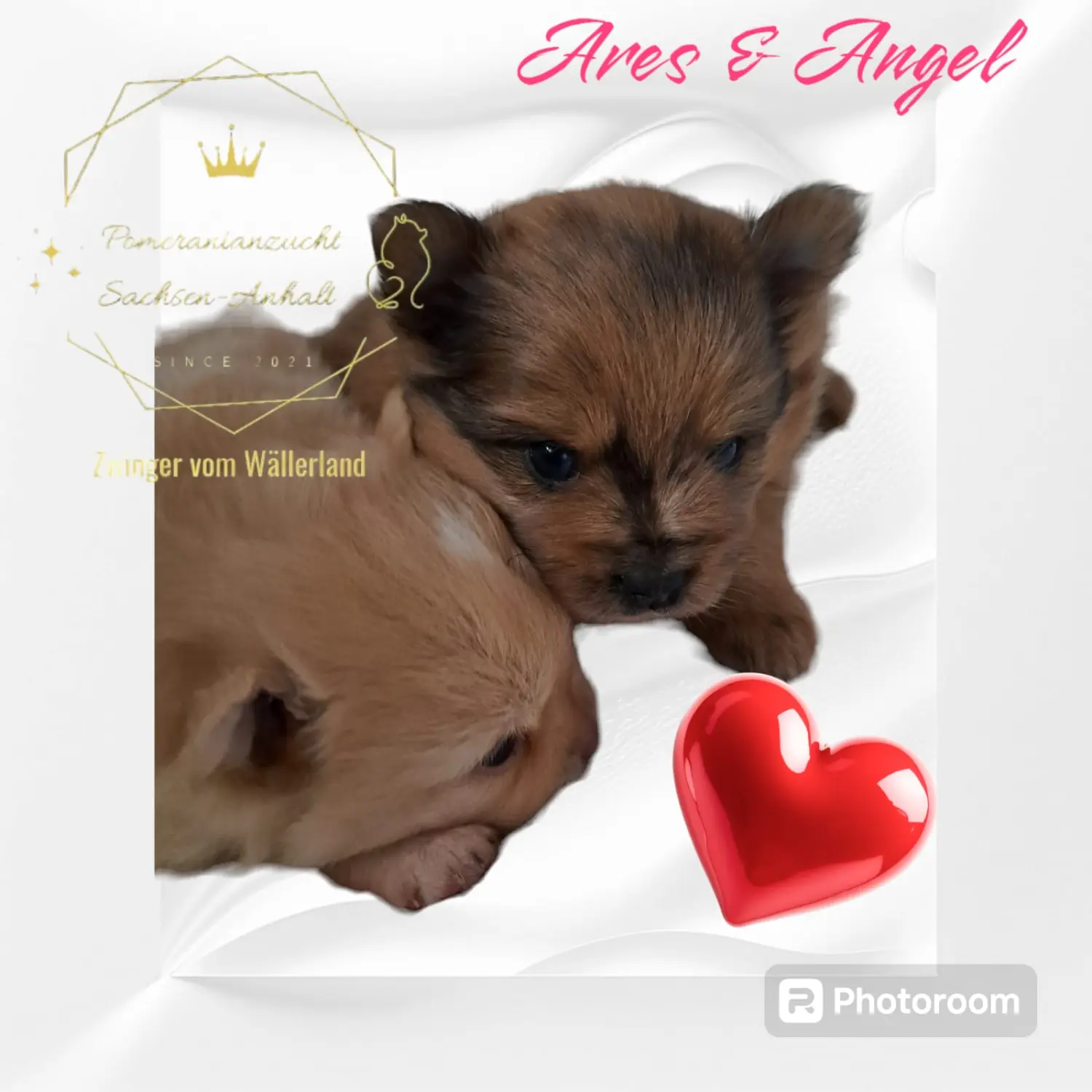 Pomeranianzucht - Hunderasse - Welpen geb. 30.01.24