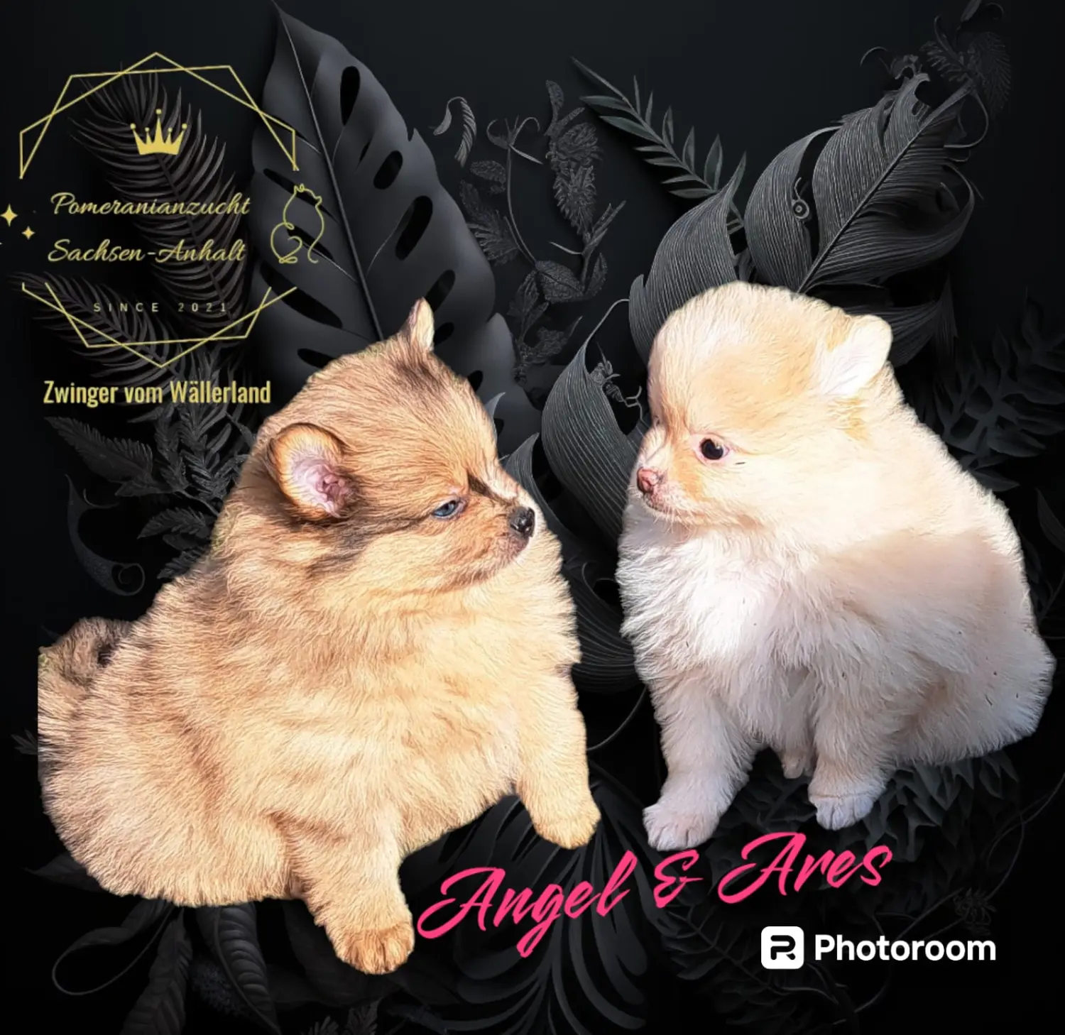 Pomeranianzucht - Hunderasse - Welpen geb. 30.01.24