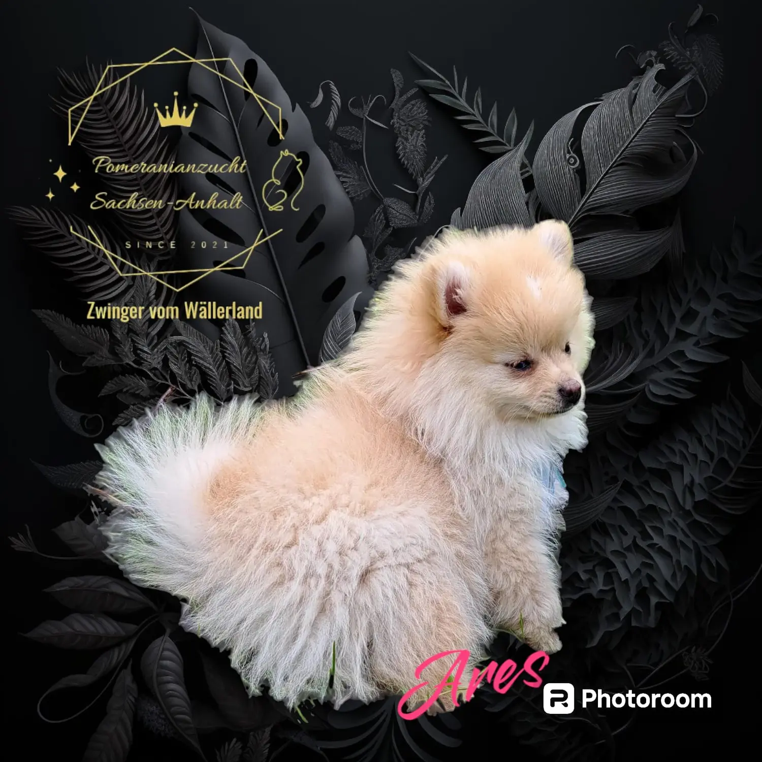 Pomeranianzucht - Hunderasse - Welpen geb. 30.01.24