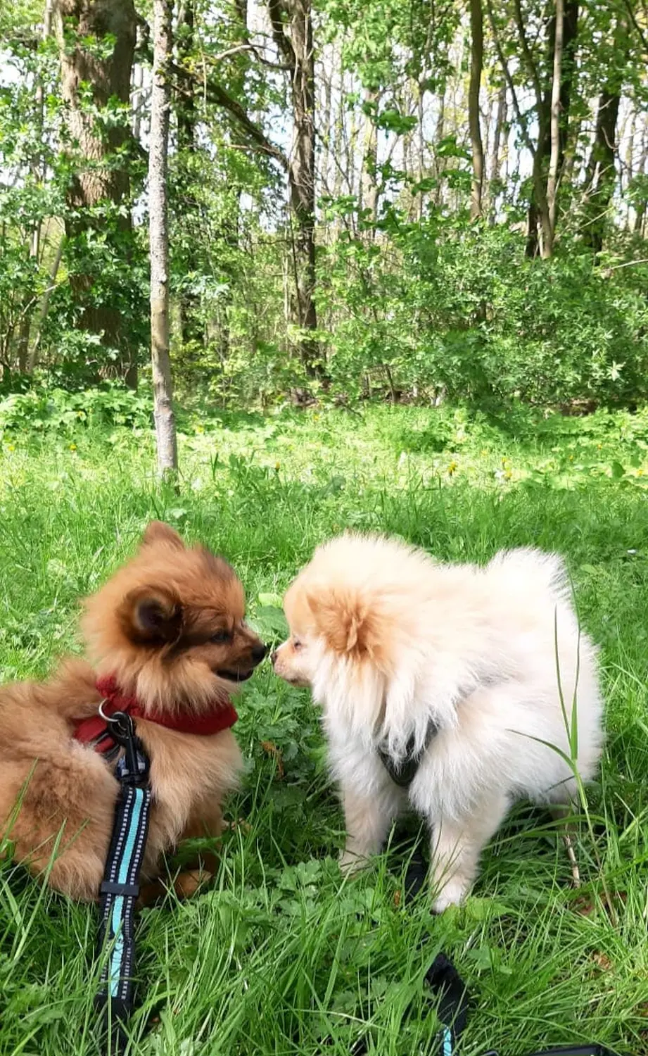 Pomeranianzucht - Hunderasse - Welpen geb. 30.01.24