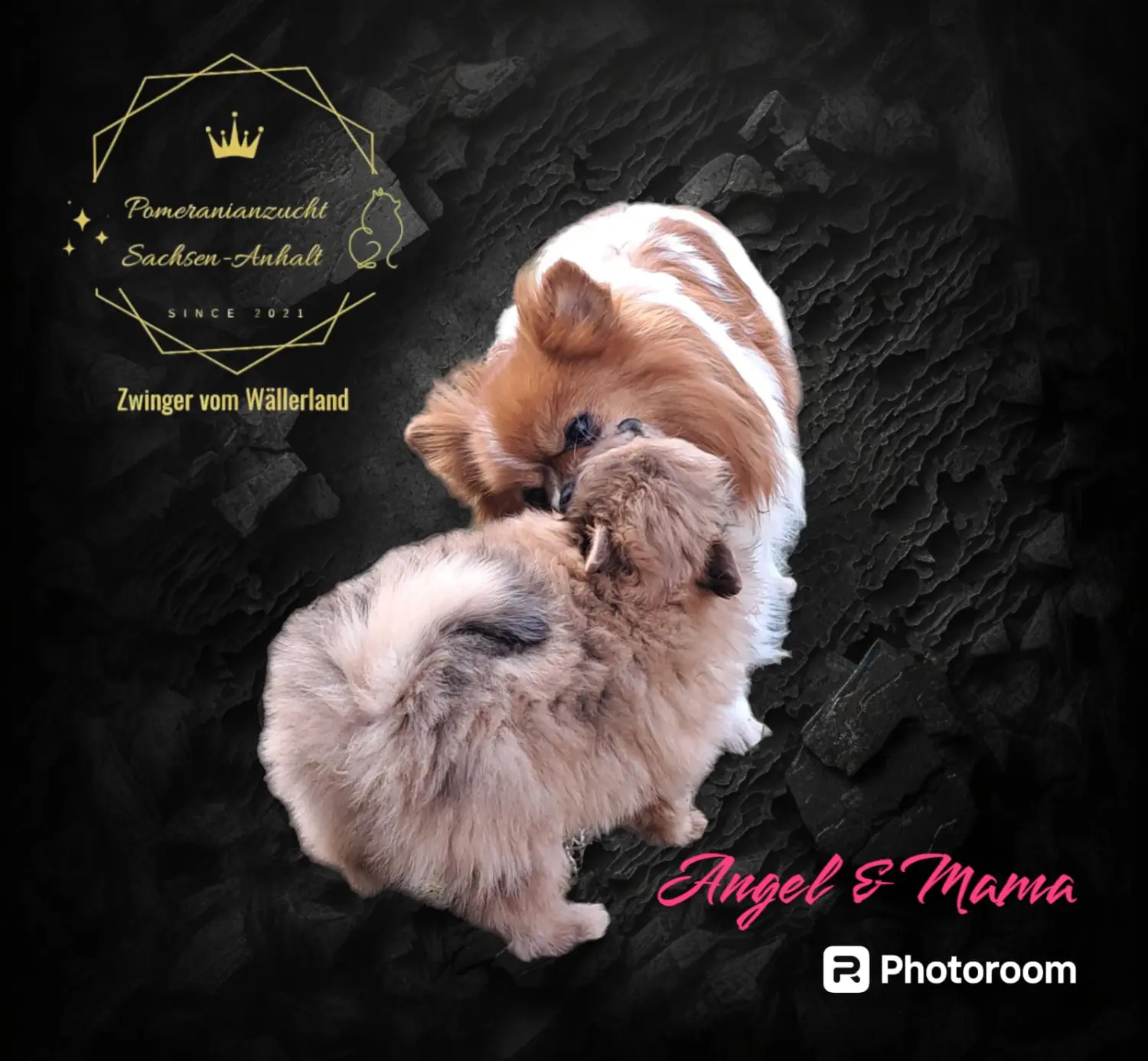 Pomeranianzucht - Hunderasse - Welpen geb. 30.01.24