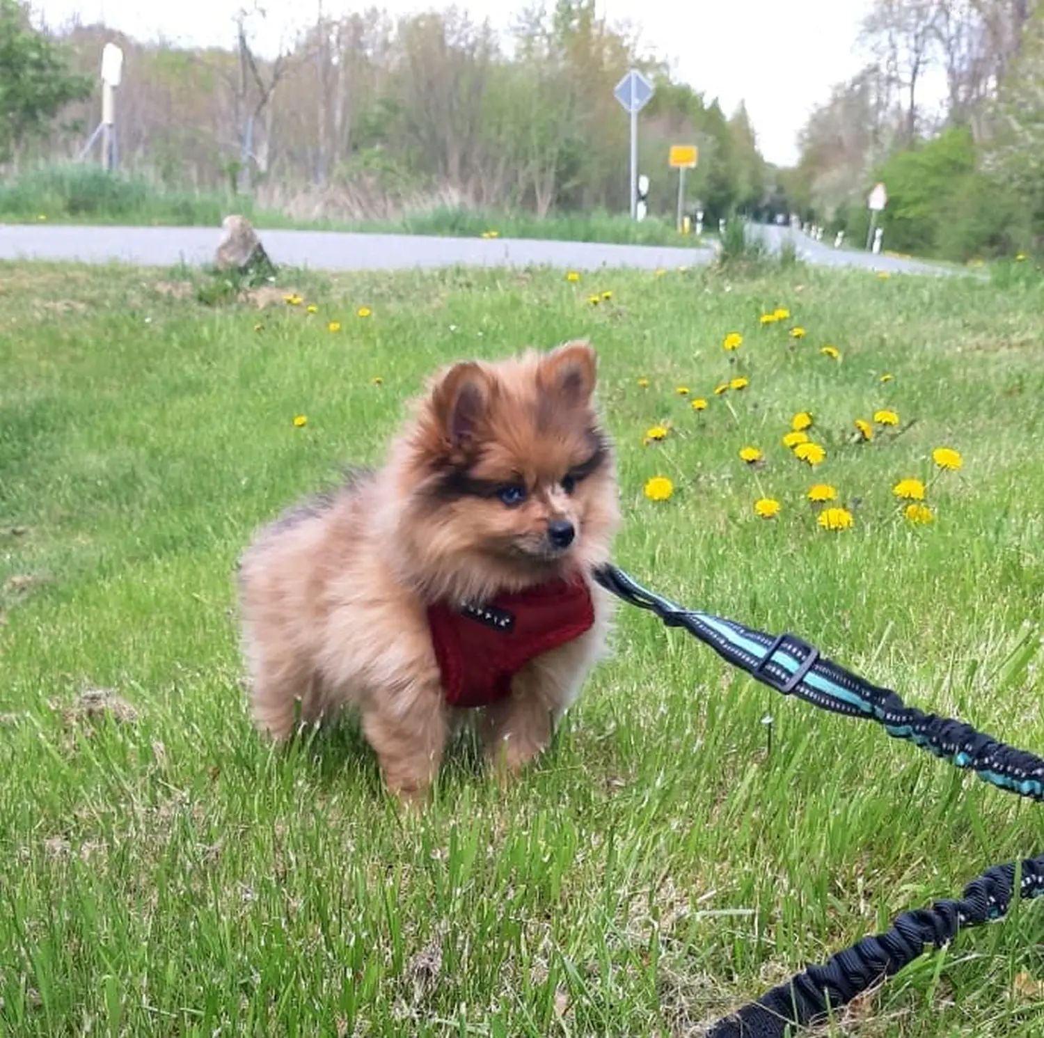 Pomeranianzucht - Hunderasse - Welpen geb. 30.01.24