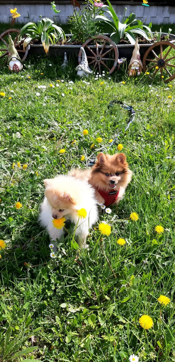 Pomeranianzucht - Hunderasse - Welpen geb. 30.01.24