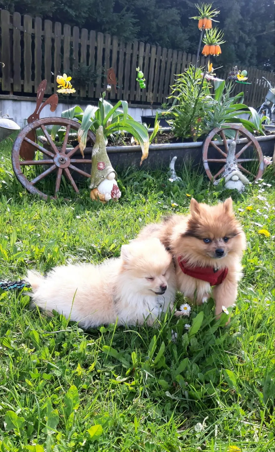 Pomeranianzucht - Hunderasse - Welpen geb. 30.01.24
