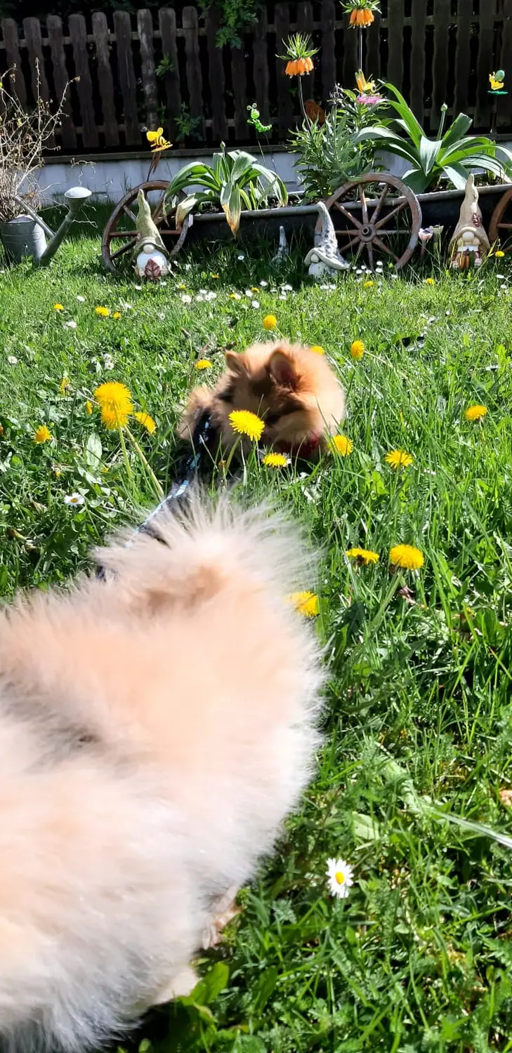 Pomeranianzucht - Hunderasse - Welpen geb. 30.01.24