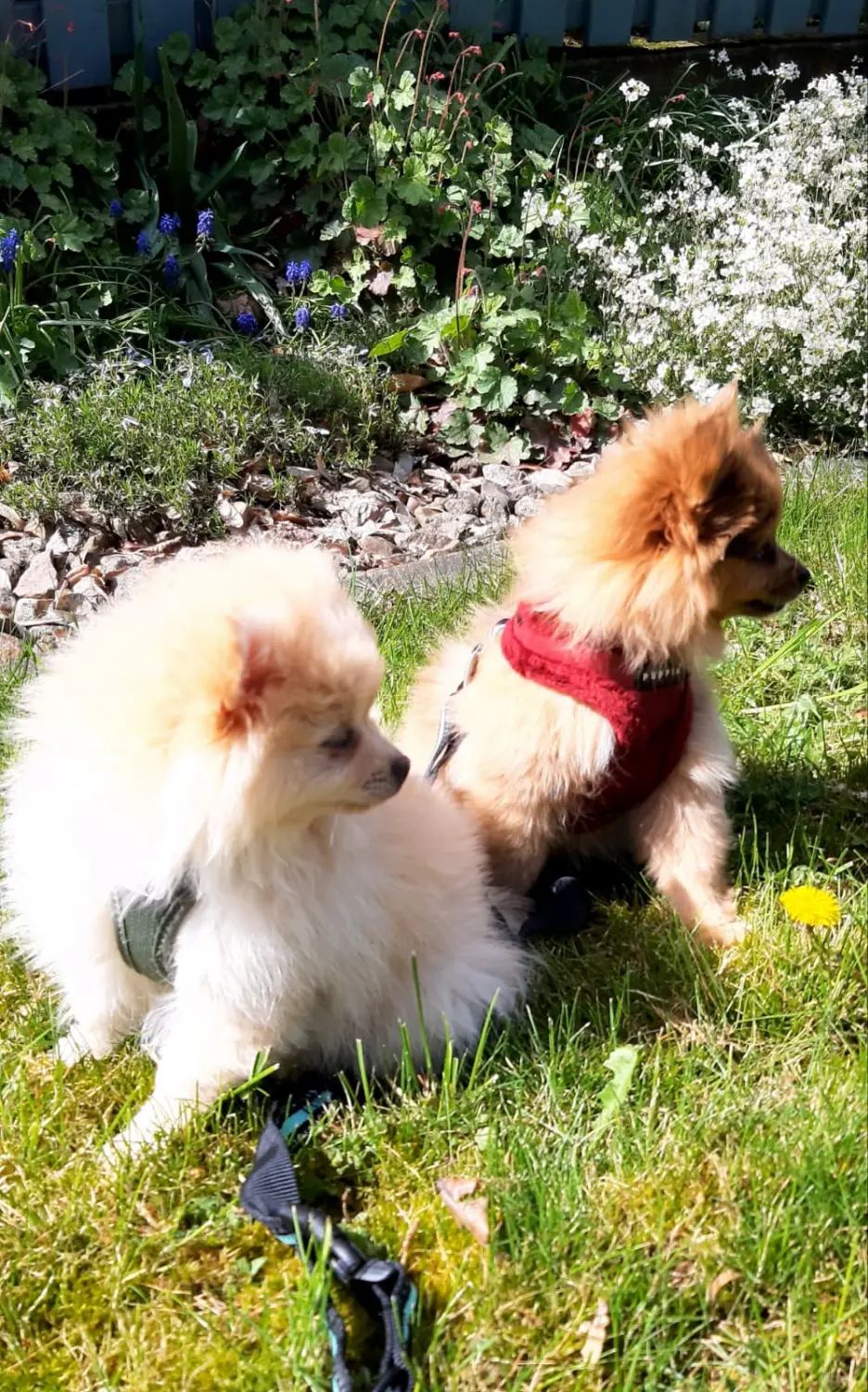 Pomeranianzucht - Hunderasse - Welpen geb. 30.01.24