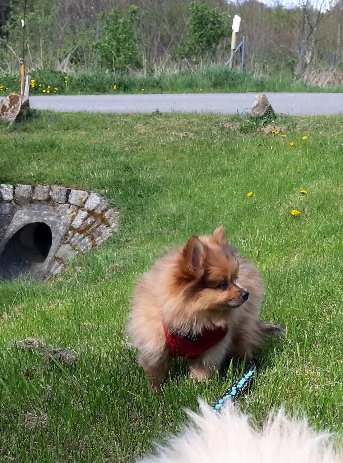 Pomeranianzucht - Hunderasse - Welpen geb. 30.01.24