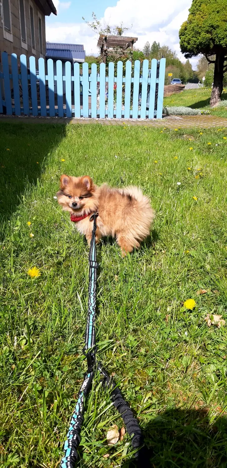 Pomeranianzucht - Hunderasse - Welpen geb. 30.01.24