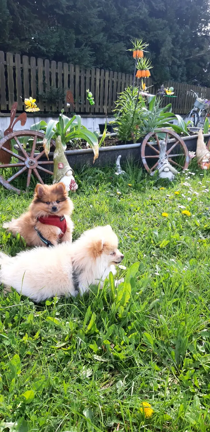 Pomeranianzucht - Hunderasse - Welpen geb. 30.01.24