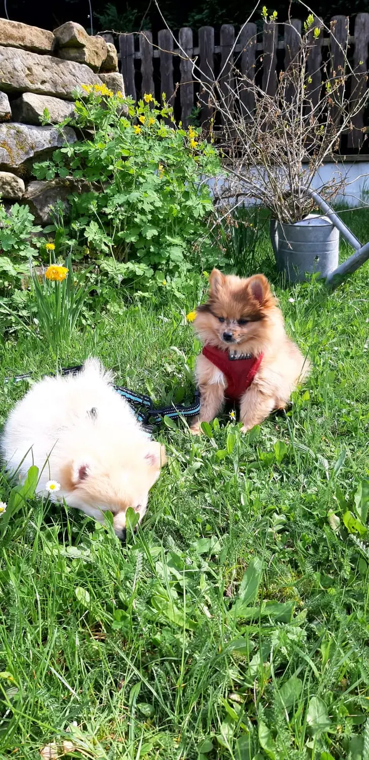Pomeranianzucht - Hunderasse - Welpen geb. 30.01.24