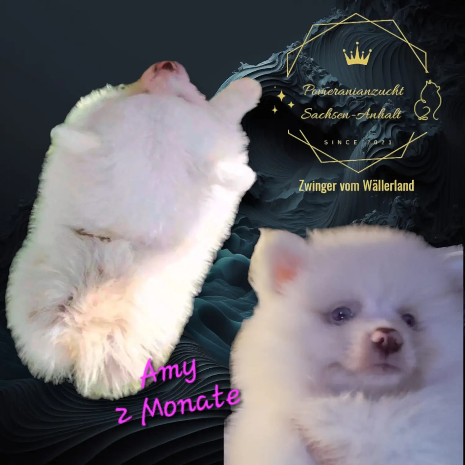 Pomeranianzucht - Hunderasse - Amy 2 Monate