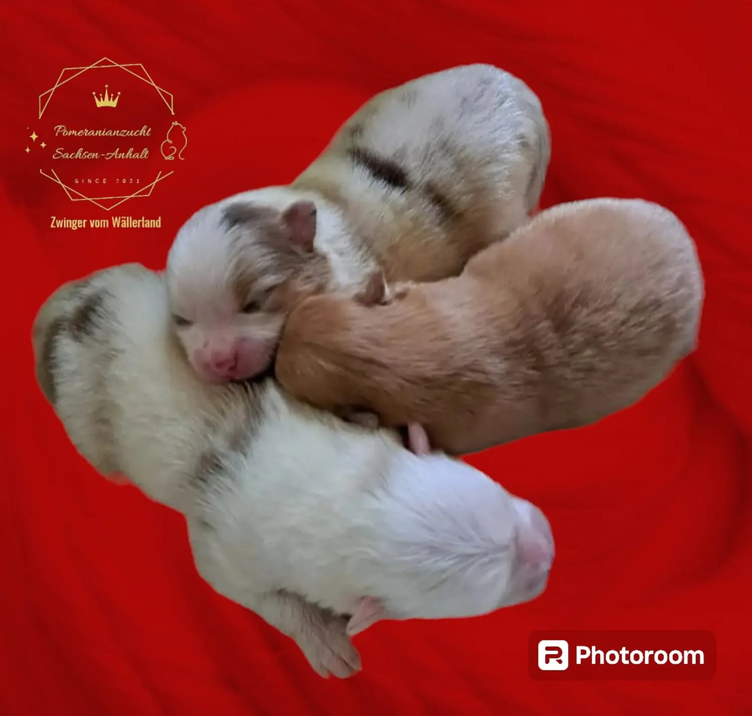 Pomeranianzucht - Hunderasse - Welpen