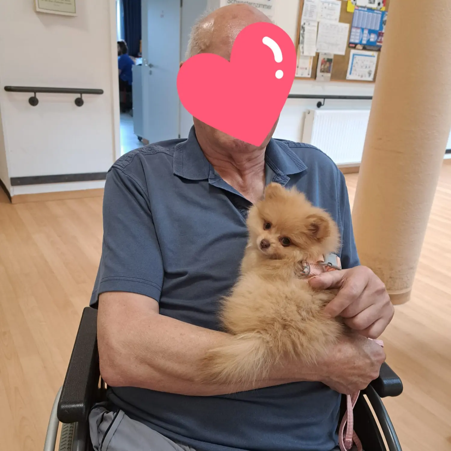 Pomeranianzucht - Hunderasse - Alter Mann hält Hund